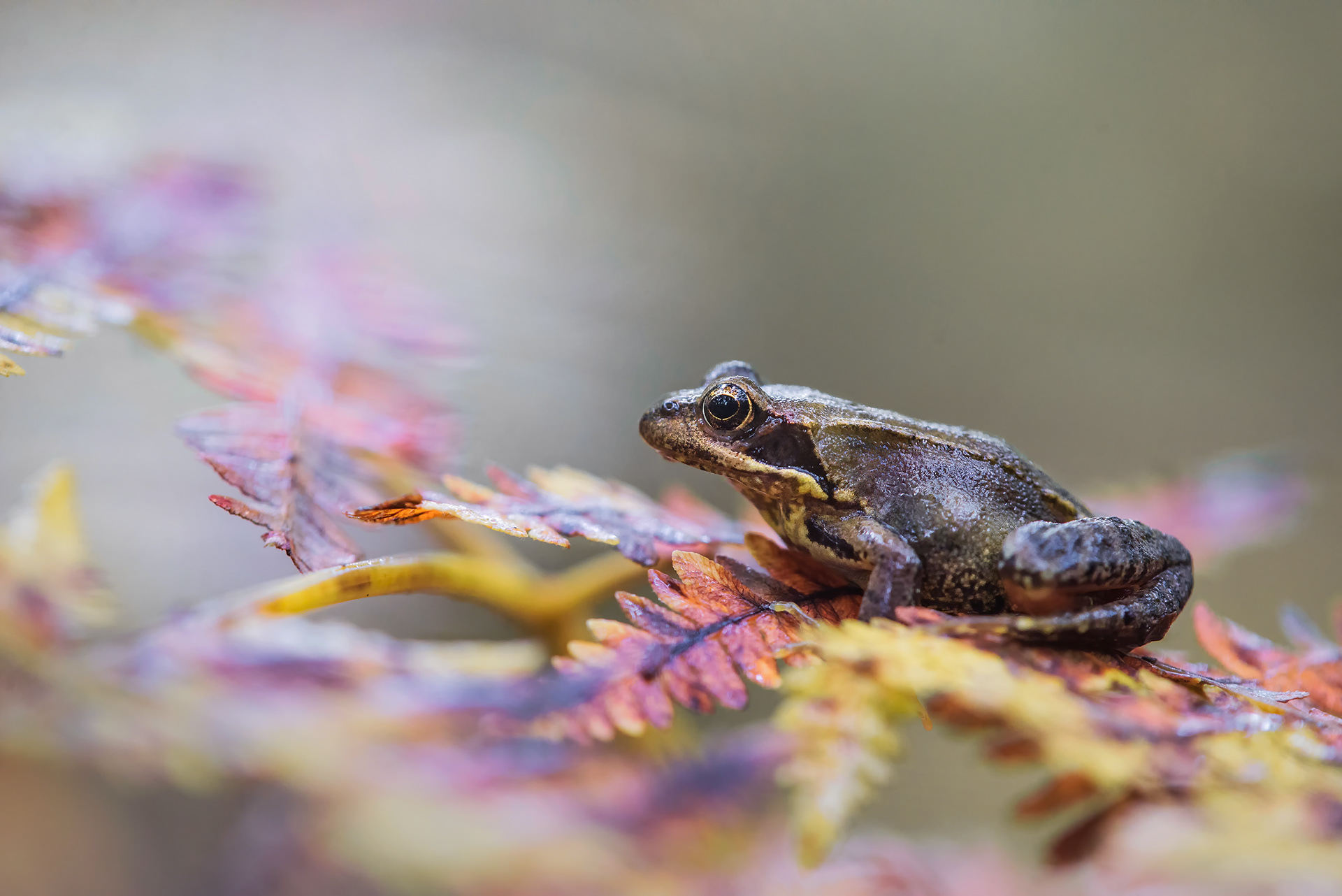 The Last Warm Day - Brown Frog on Autumn Fern Before Hibernation