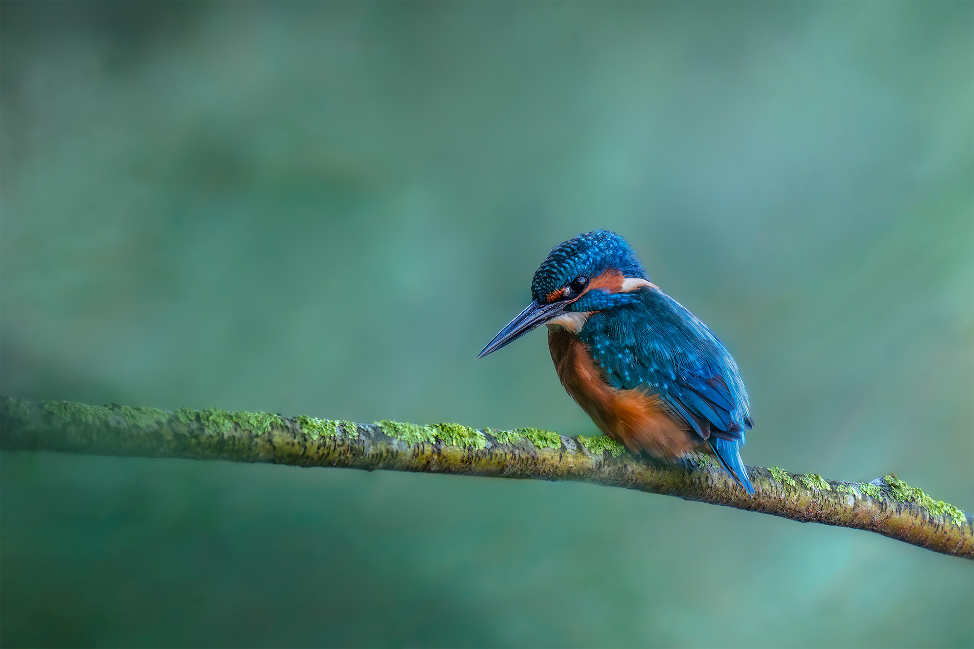 The River's Best-Kept Secret - Kingfisher Perched on a Twig