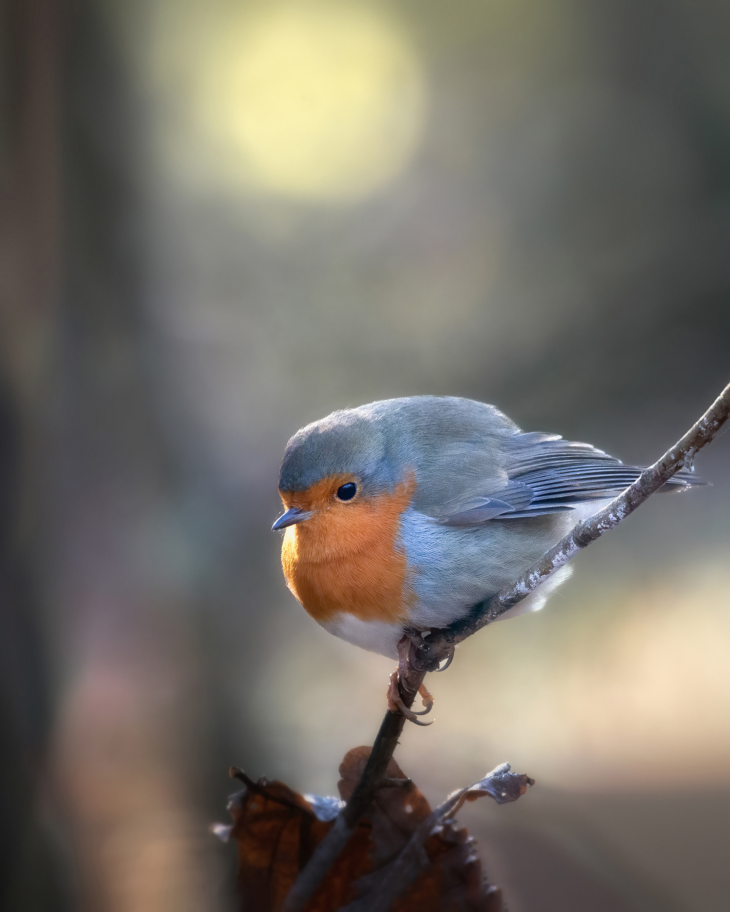 Round, Warm, and Entirely Prepared - Robin with Feet Hidden 