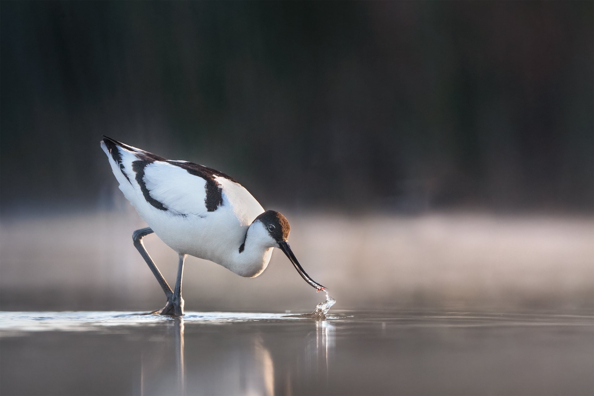 The Upturned Instrument - Avocet with Mud Shrimp in Shallow Water