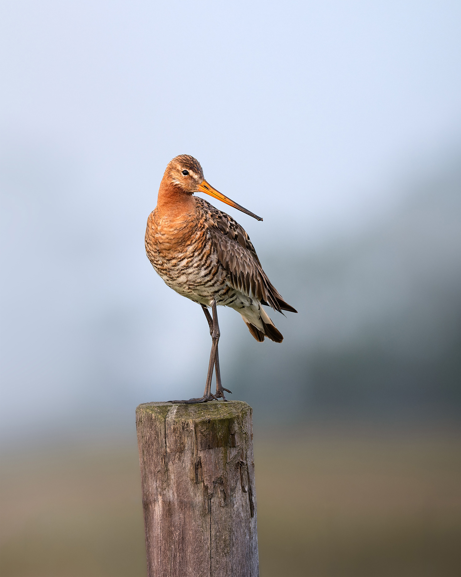 Is This the Right Pose? - Black-tailed Godwit with Crossed Legs on a Wooden Post