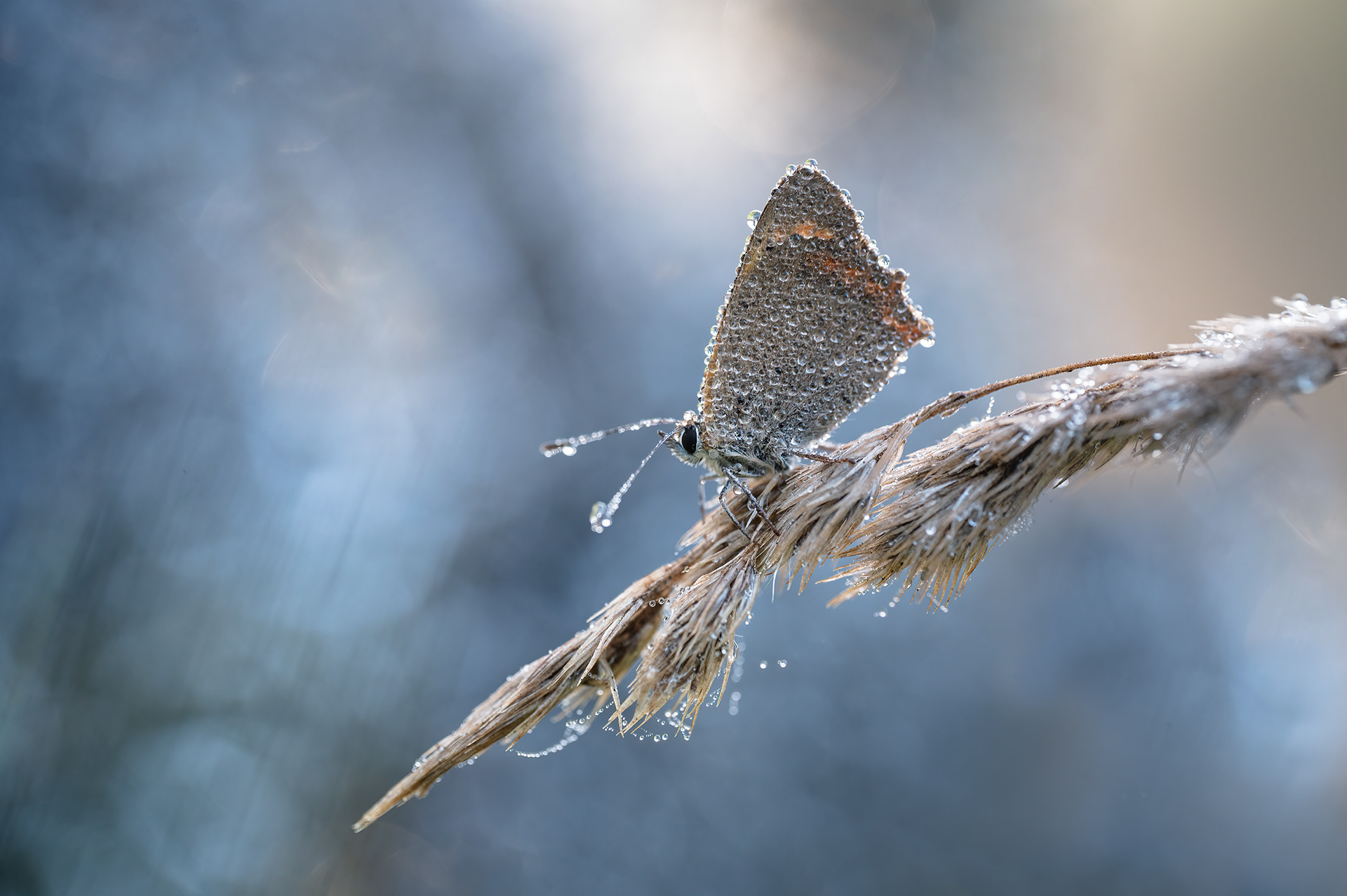 The Fire Beneath the Dew - Small Copper Covered in Dew 