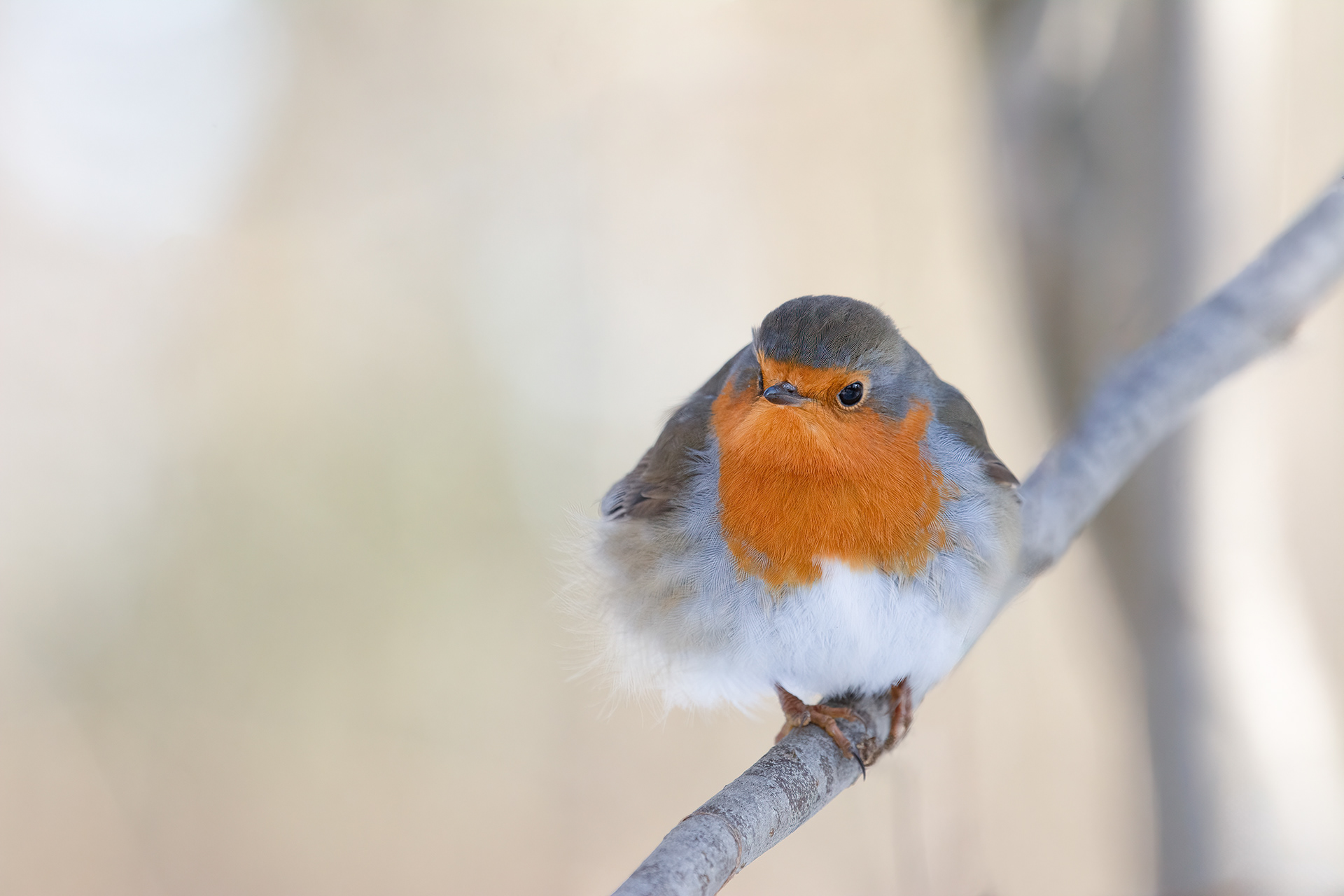 All Feathers, Just the Claws Below - Robin in Full Winter Plumage