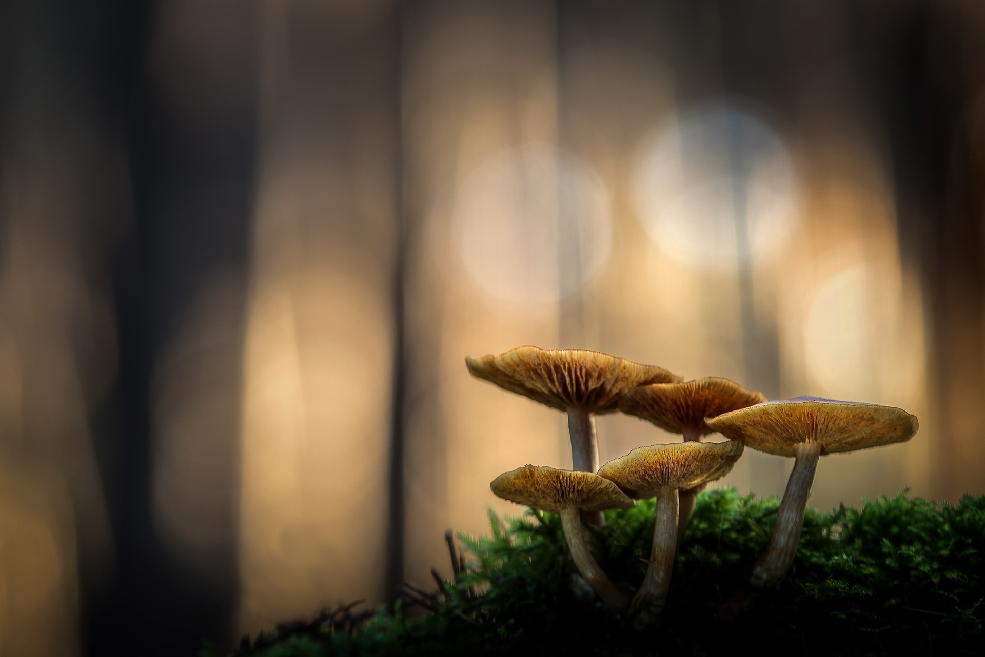 Orange Caps in the Pine Light - Common Rustgill on Mossy Log