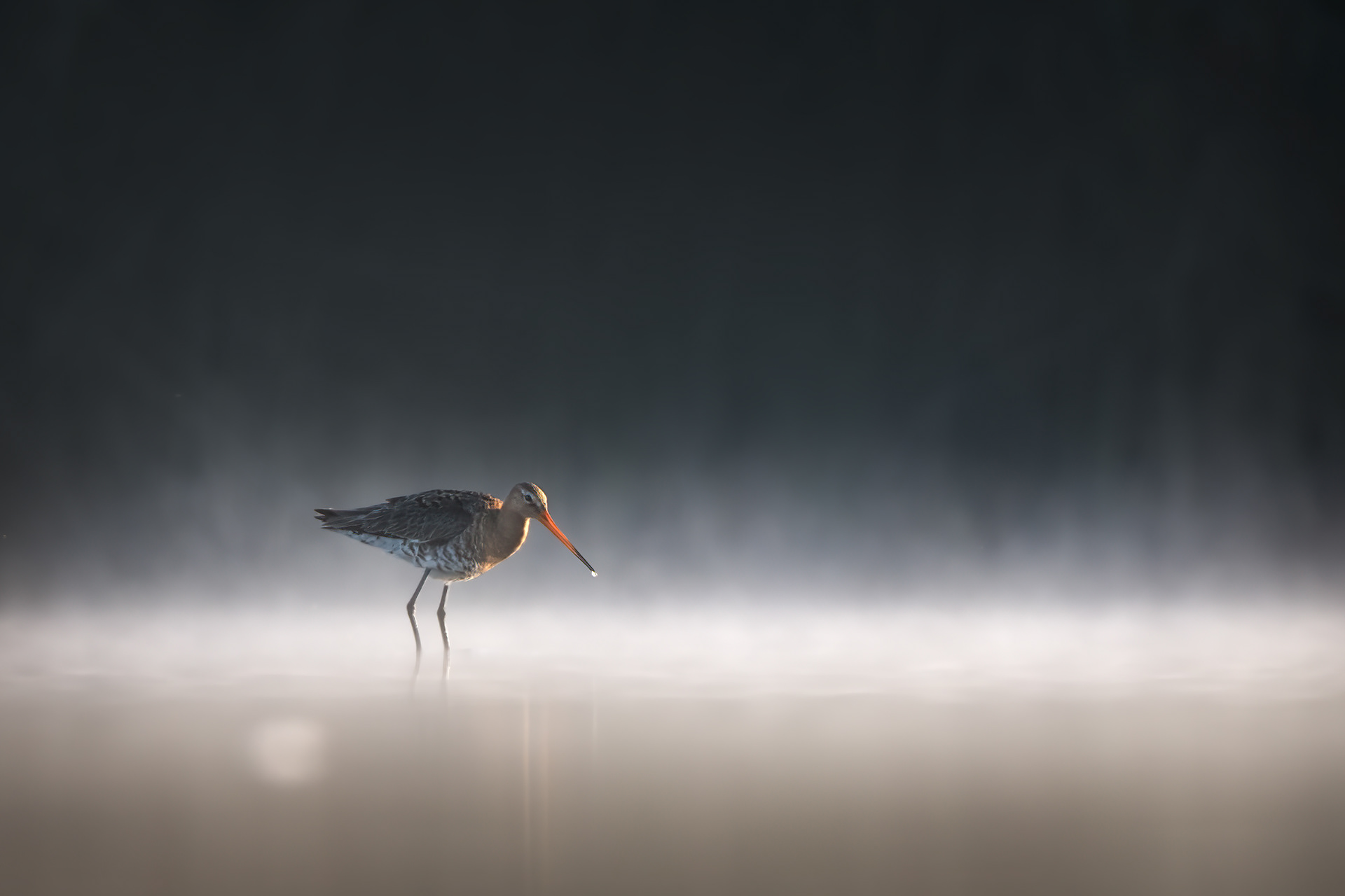 Adrift in Light — A Black-tailed Godwit Stands Alone in the Shallows