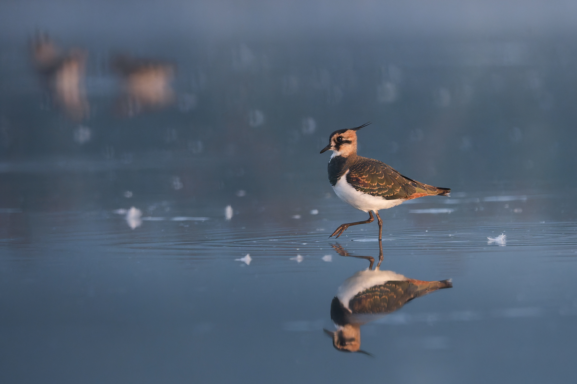 Northern Lapwing Standing on One Leg in Shallow Morning Water