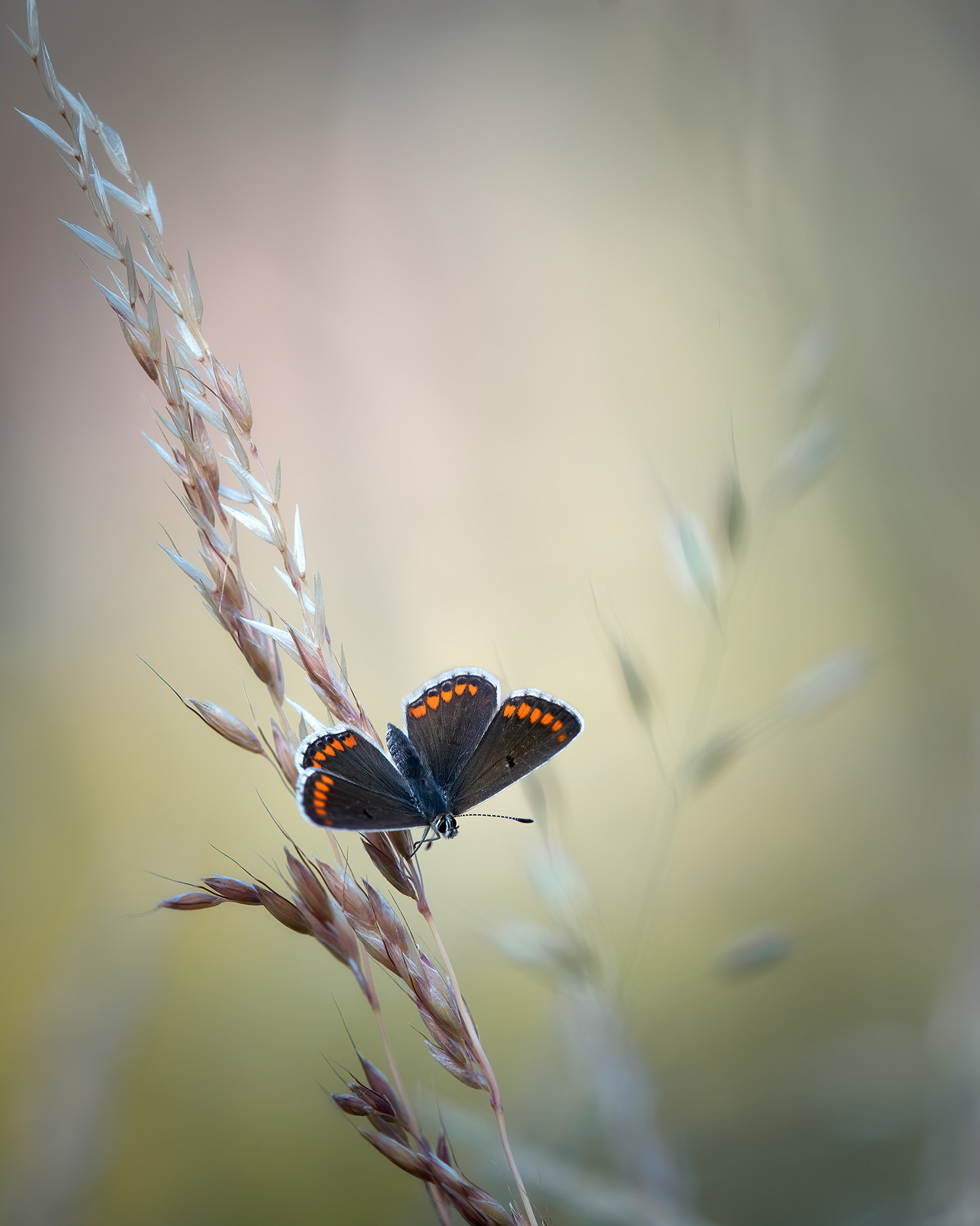 Head Down, Wings Wide, Nothing Hidden - Brown Argus on Grass