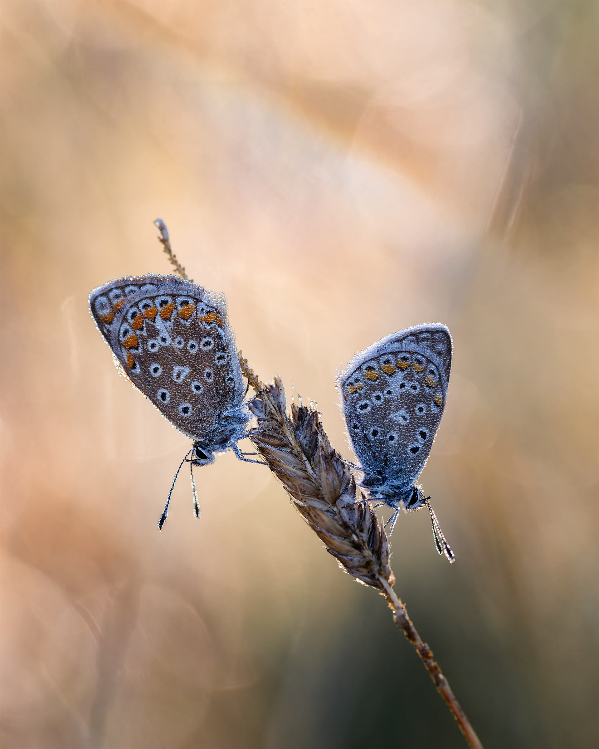 Two Blues, Perfect Balance - Two Common Blues with Dew 
