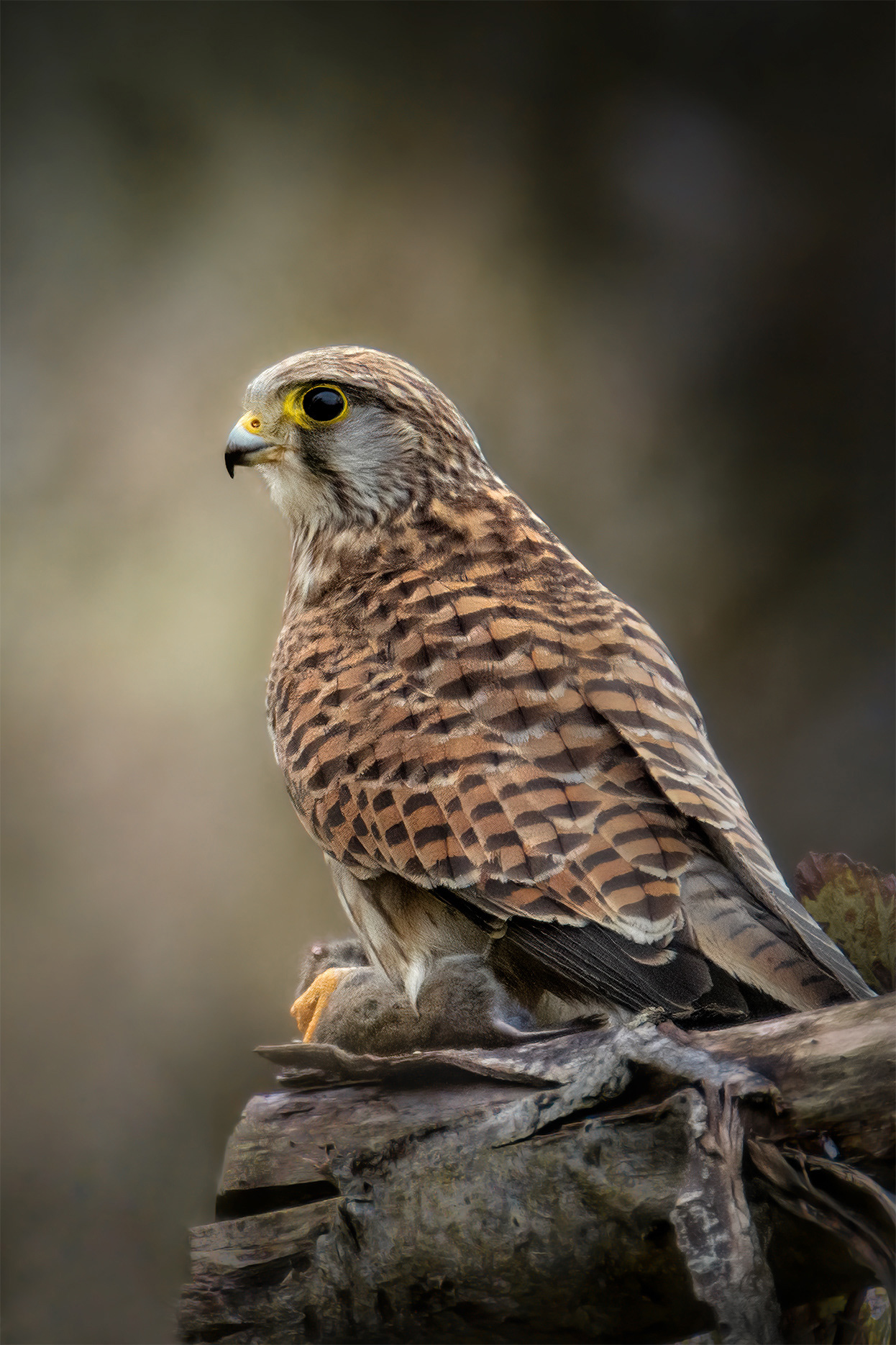 The Hunt Ends Here - Kestrel with Field Vole on Fallen Log