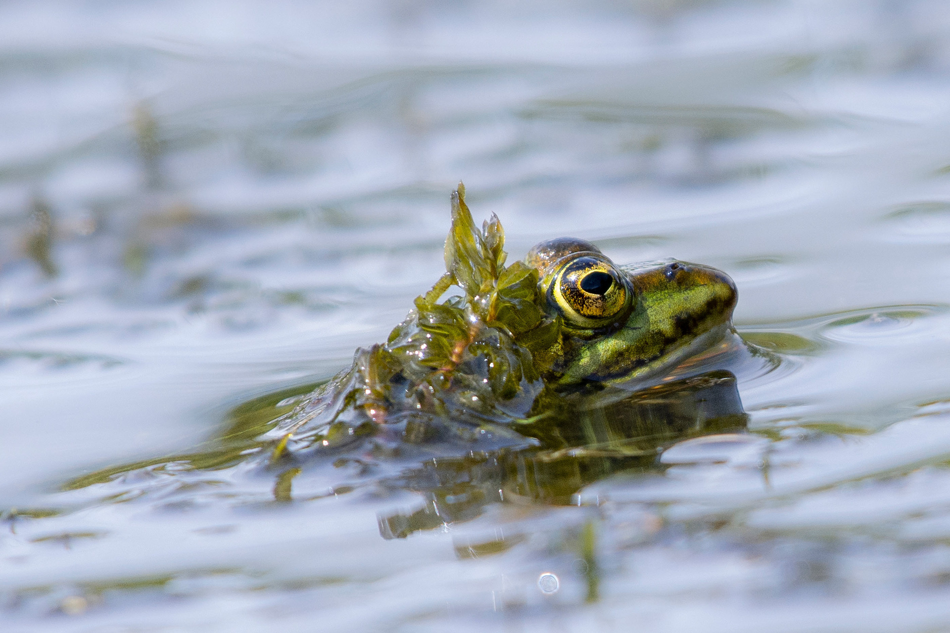 Dressed by the Pond - Pool Frog at the Surface with Waterweed Camouflage