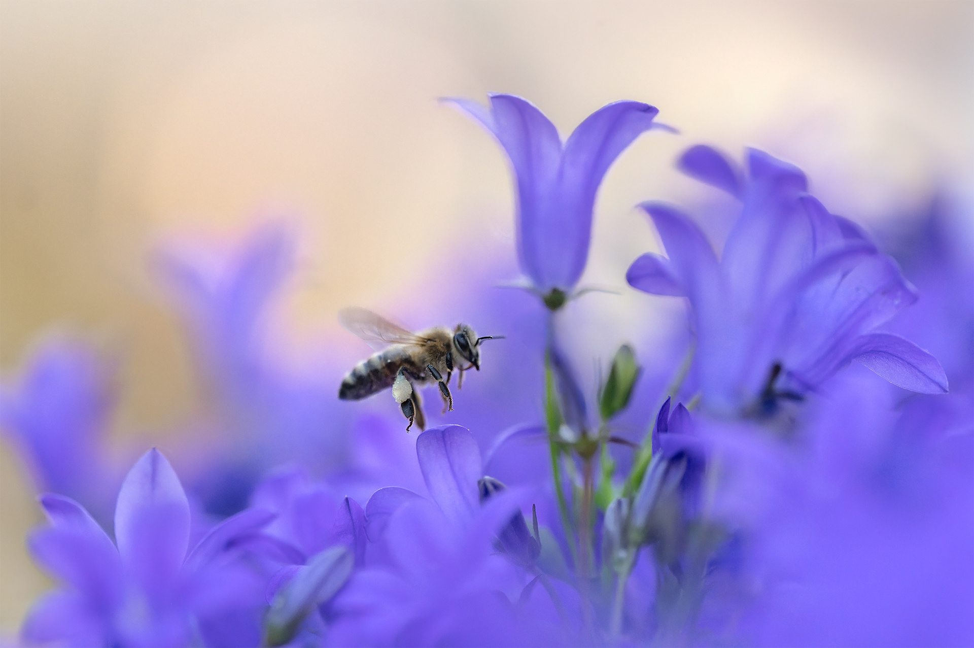 Into the Purple Bells — Honey Bee in Flight Among Campanula portenschlagiana