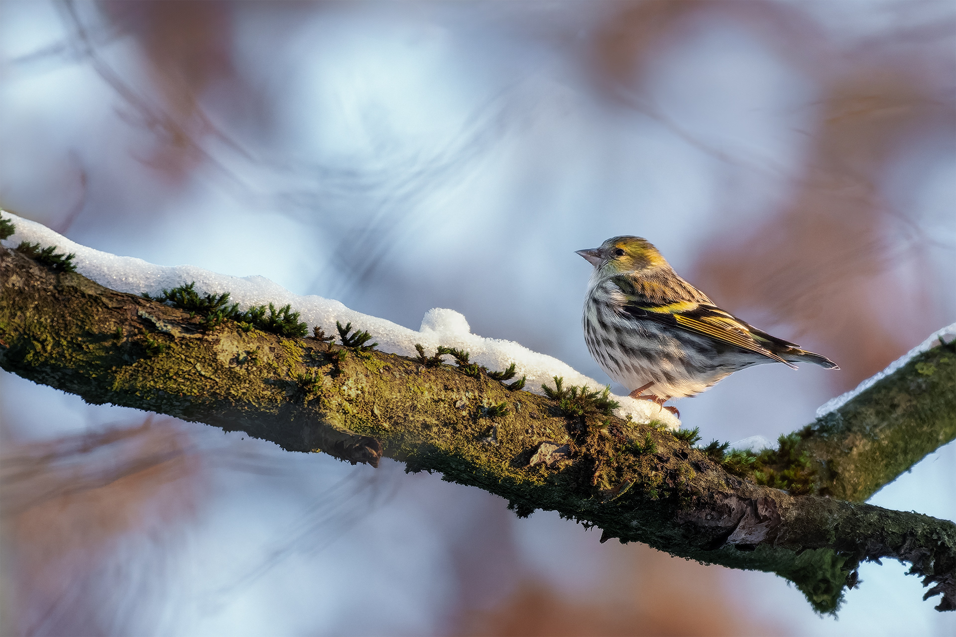 Small and Warm Against the Cold — Siskin on Moss-Covered Branch in Winter Sun