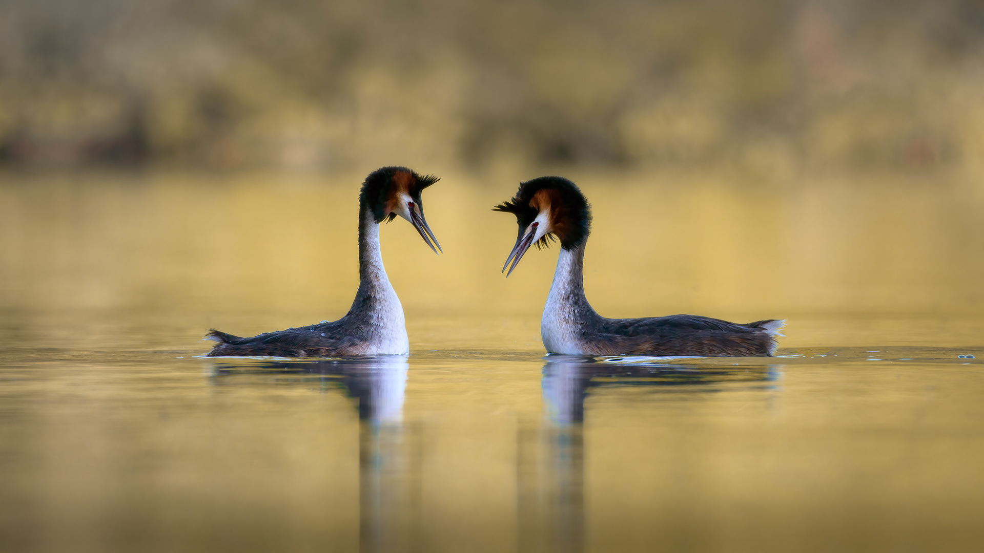 The Charming Romance - Great Crested Grebes in Courtship Display