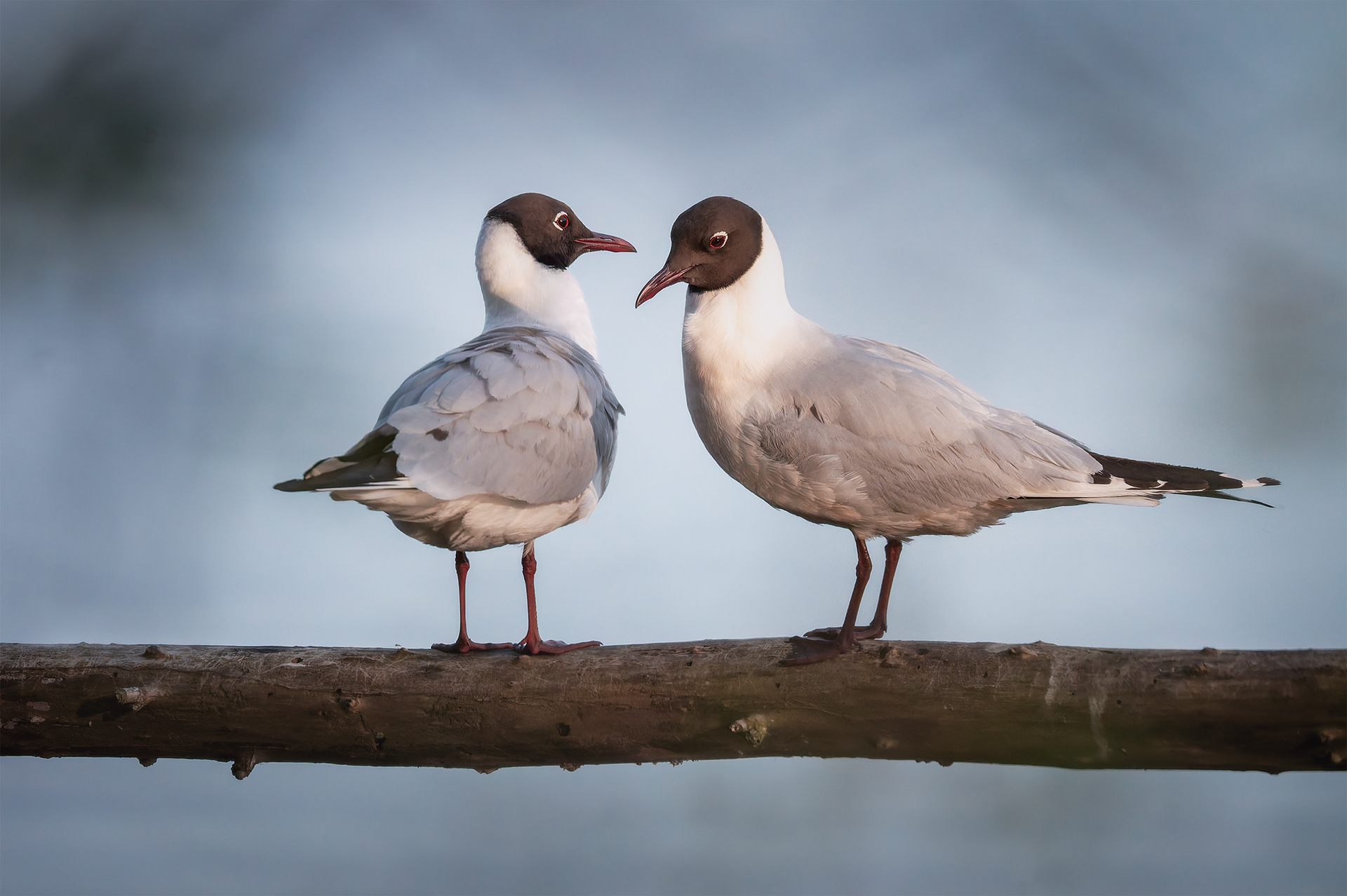 Crossed and Close — Two Black-headed Gulls in a Moment of Affection