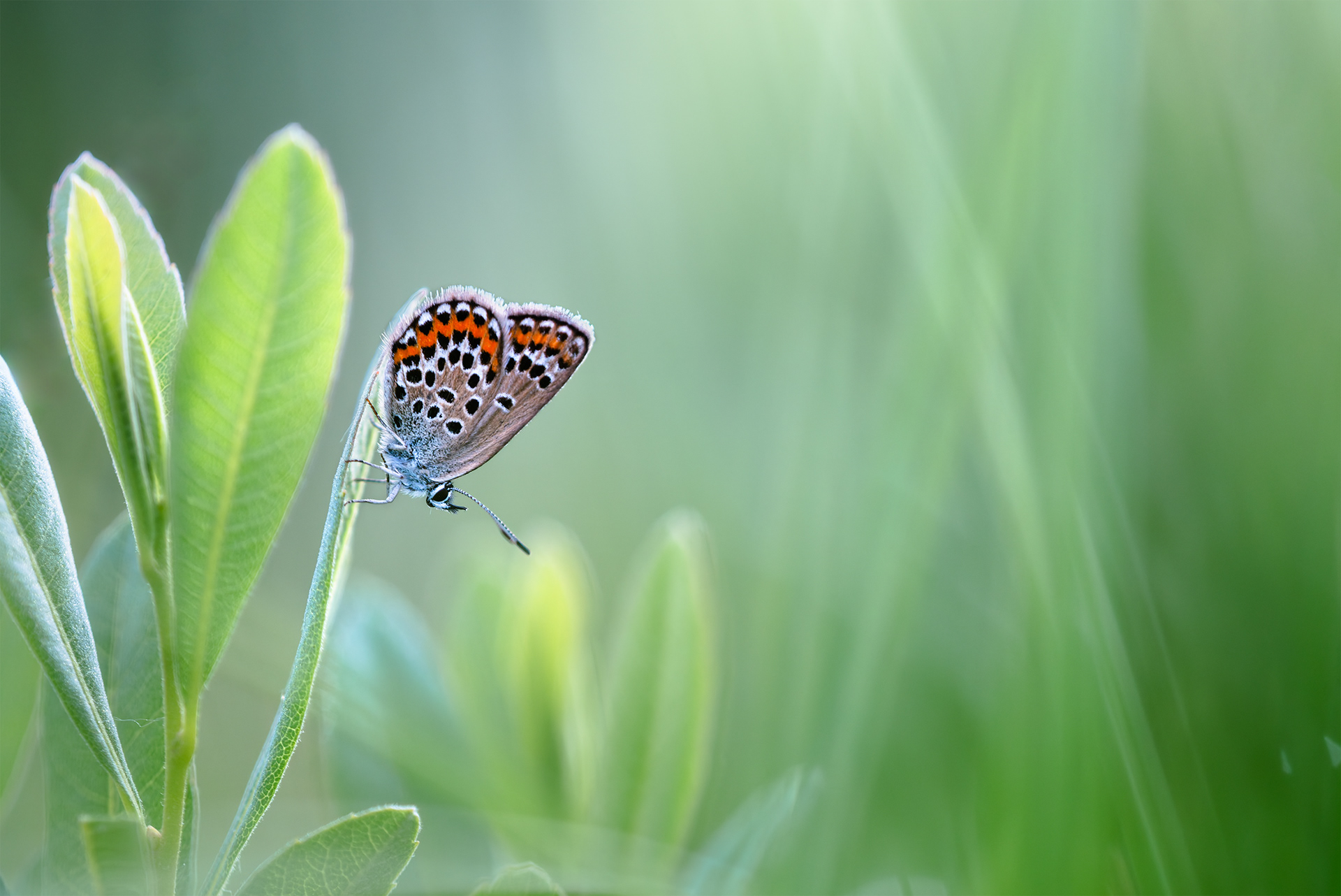 Jewel on a Leaf - A Silver-studded Blue on a Fresh Green Leaf
