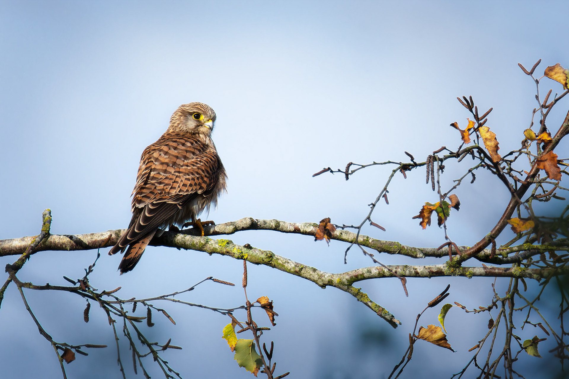 The Patient Hunter - Kestrel Perched, Scanning Open Fields