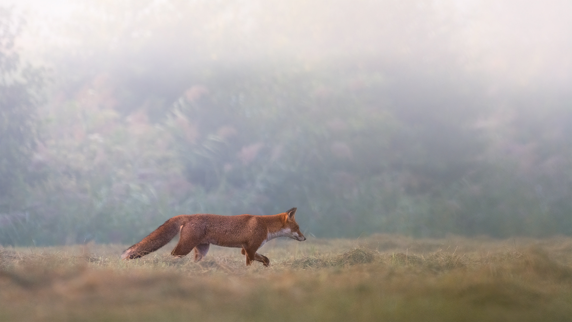 The Orange That Owns the Morning - Red Fox Hunting Through Farmland at Dawn
