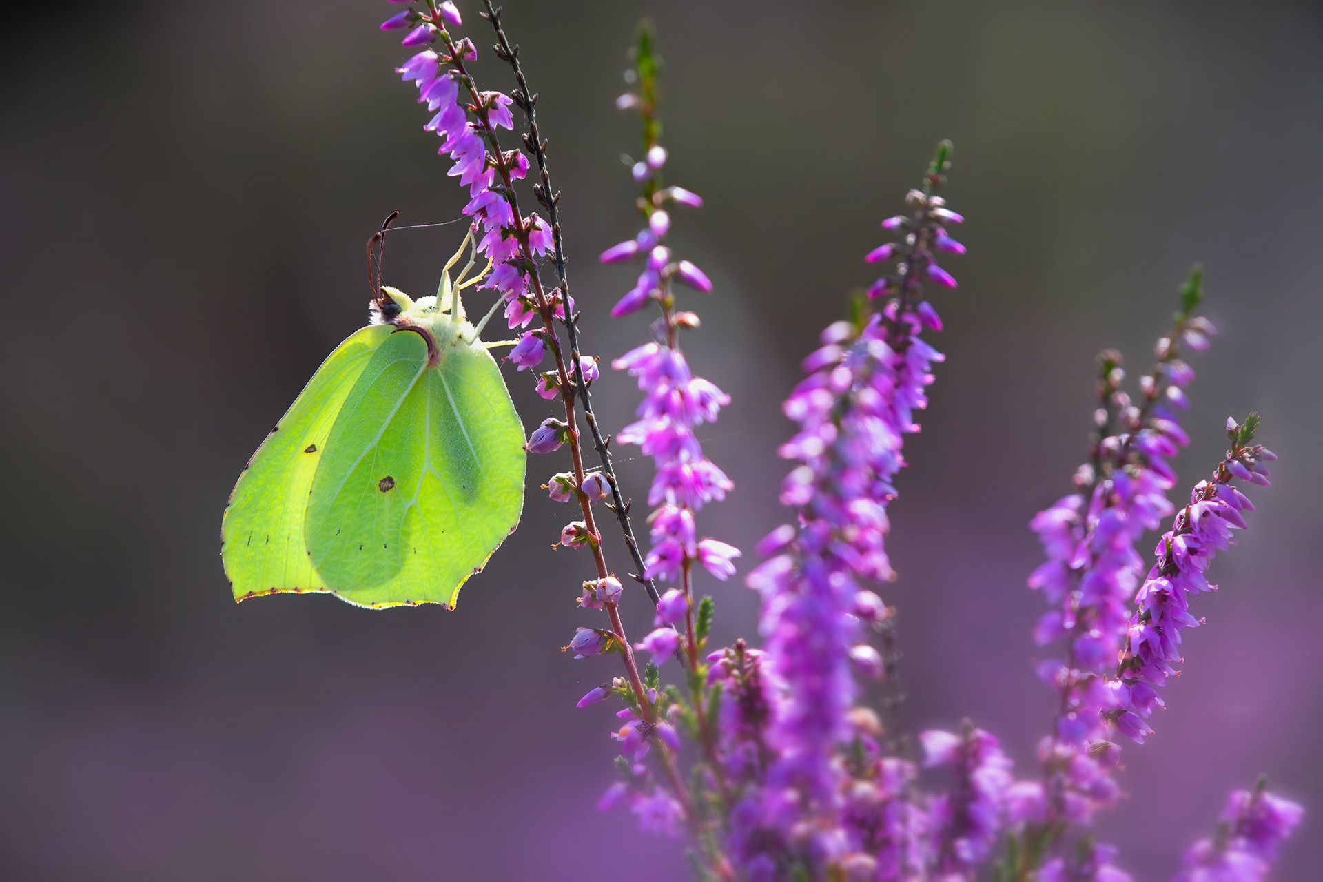 A Year's Worth of Yellow - Male Brimstone Backlit on Heather