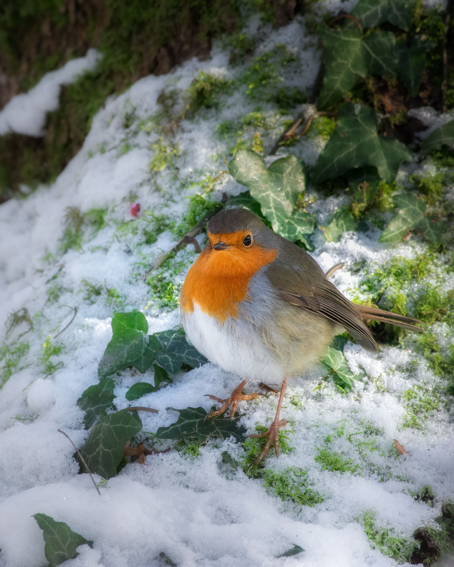Winter Shelter  - A Robin Rests at the Base of an Ivy-clad Tree