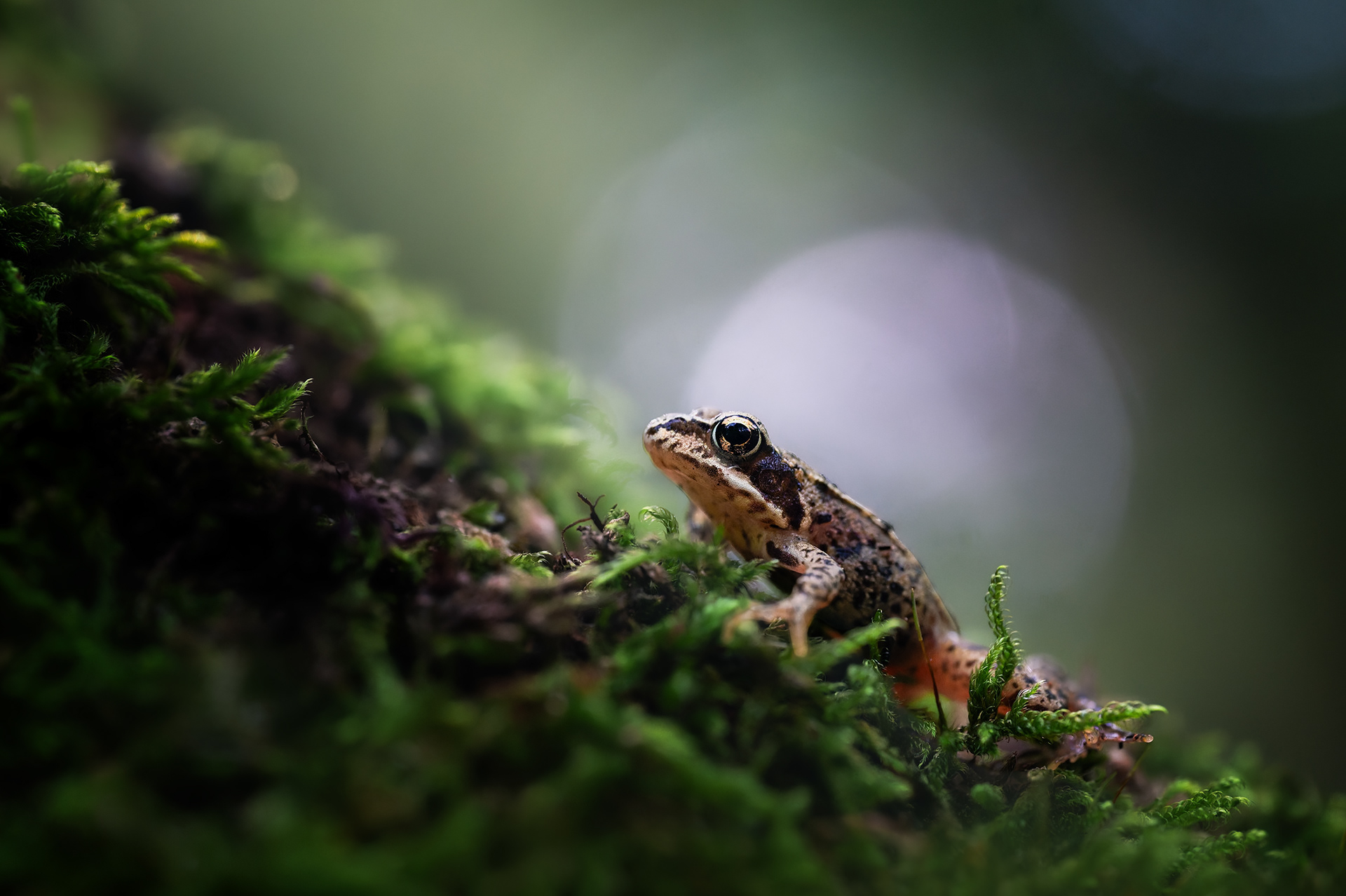 Before the Long Sleep: A Young Frog After the Rain