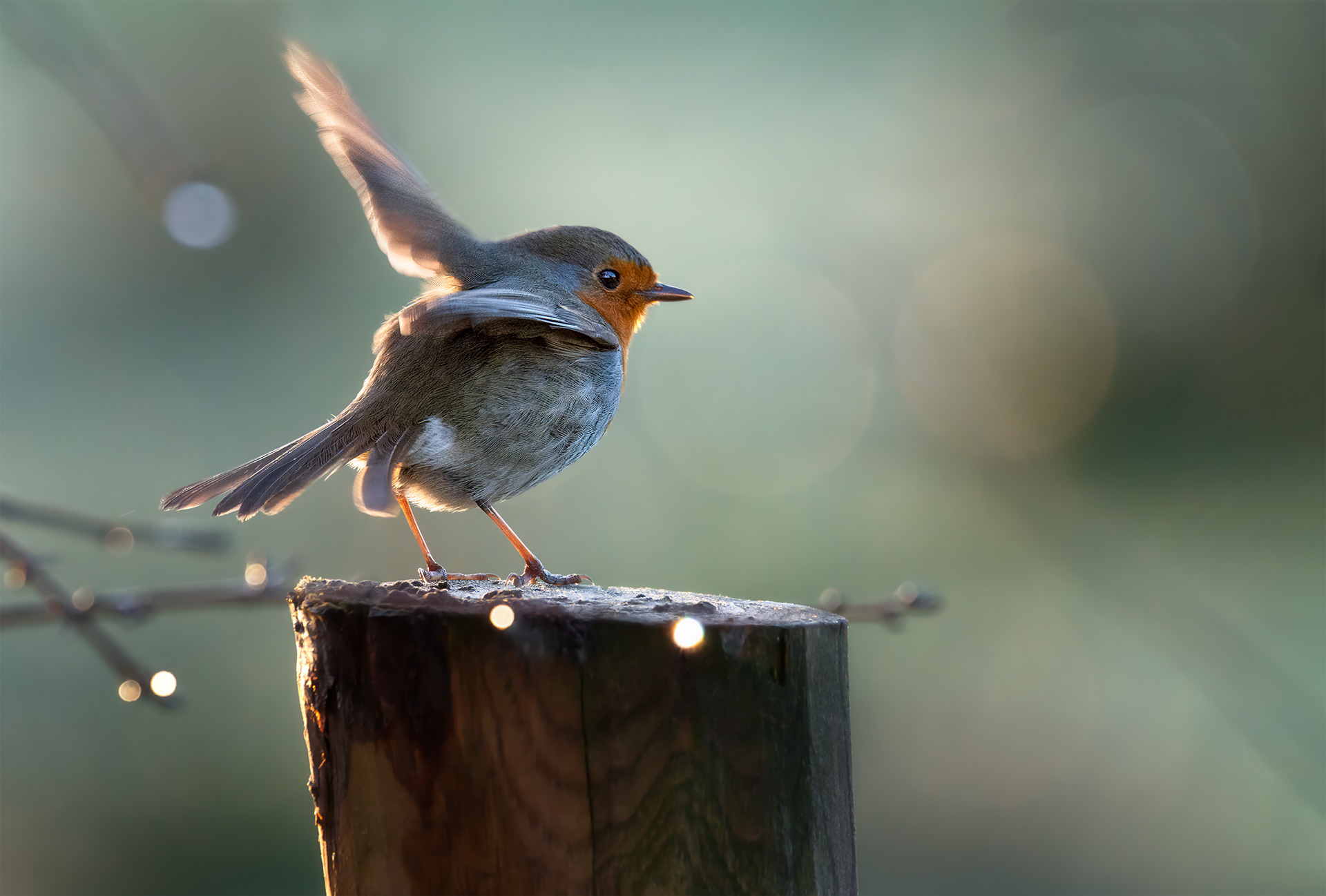 Leave and turn Left - Robin on a Pole