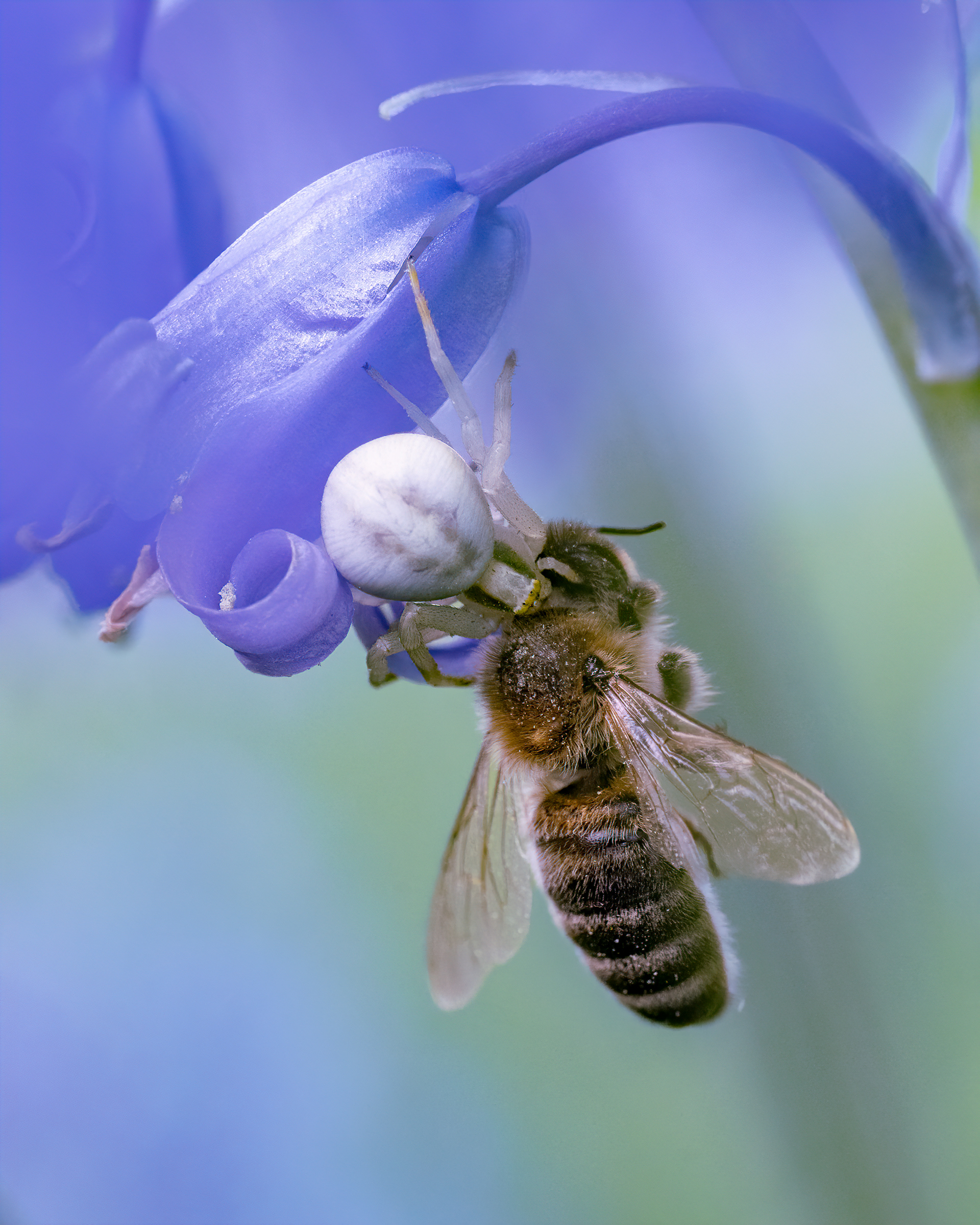 Neurotoxic Bite Just Behind The Head — White Death Crab Spider and Prey