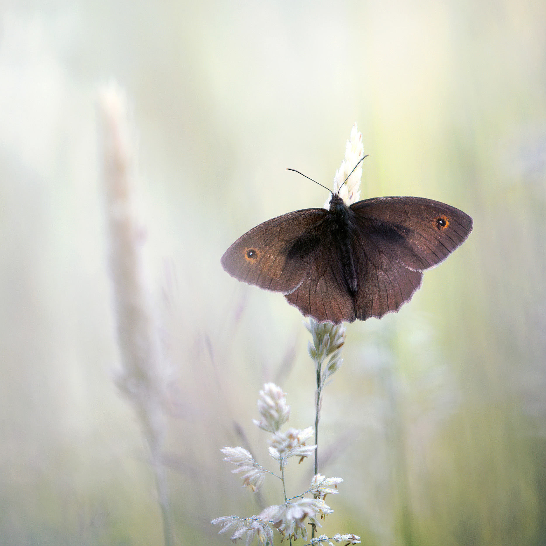 Brown Wings in the Morning Mist - Meadow Brown at Forest Edge