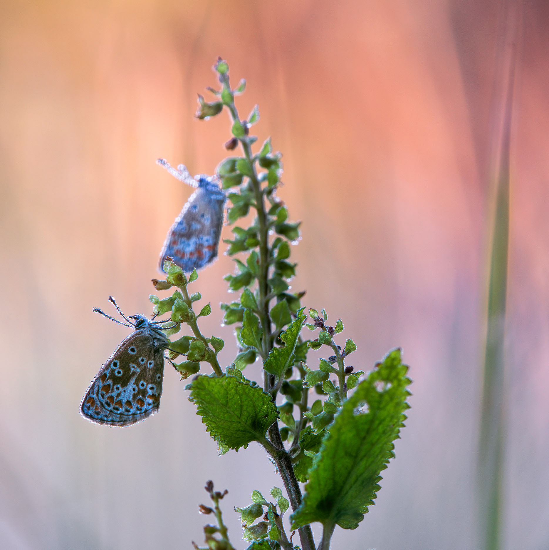Two of the Same Thought - Two Brown Argus in Profile
