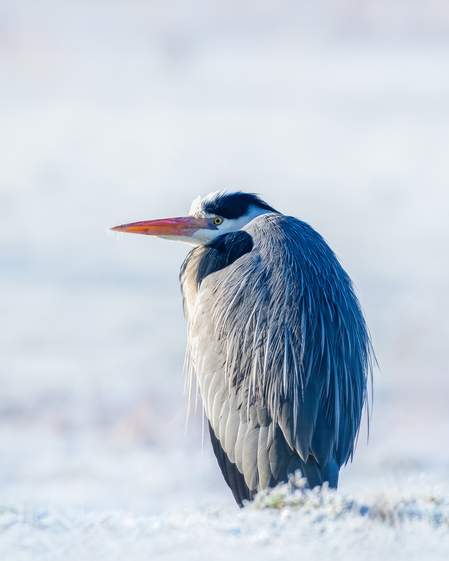 Still in the Cold - Grey Heron in Winter Morning Light