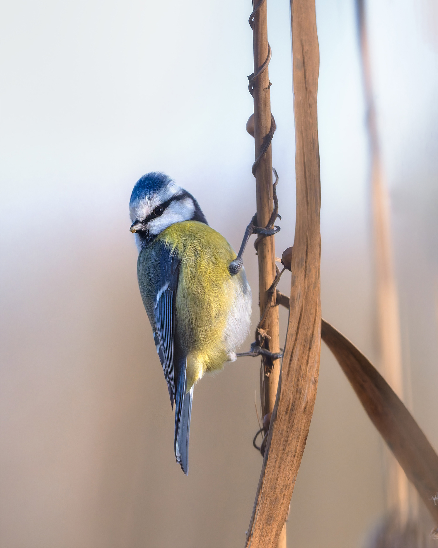 Winter Blue - A Blue Tit Hangs Gracefully from a Dry Brown Reed Stem 