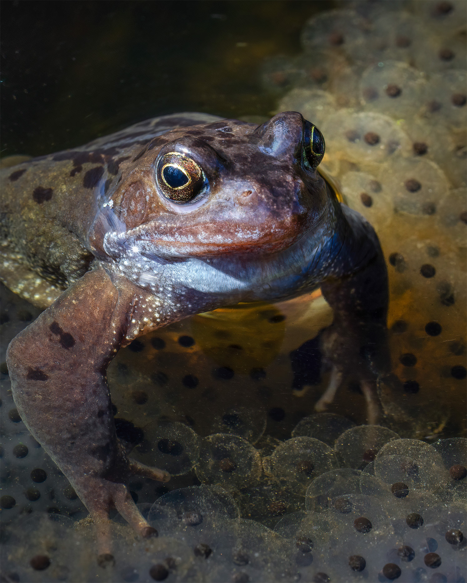 Keeper of Eggs - a Frog Among its Own Spawn