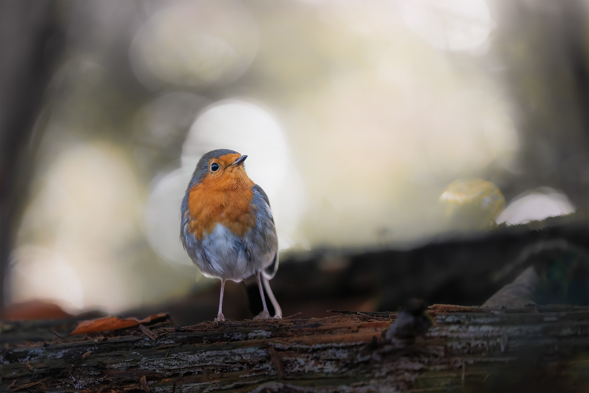 SuperHero in the Forest - Robin on the Lookout
