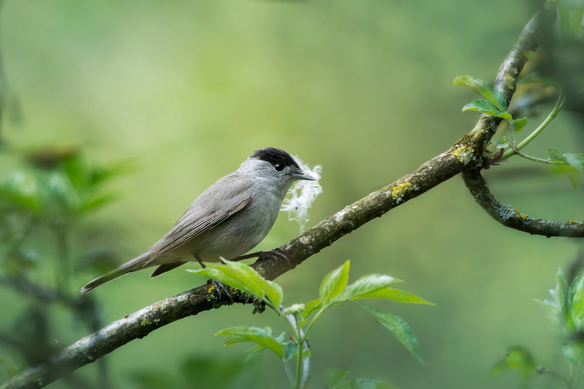 One Small Feather at a Time - Male Eurasian Blackcap on a Branch with Nesting Material