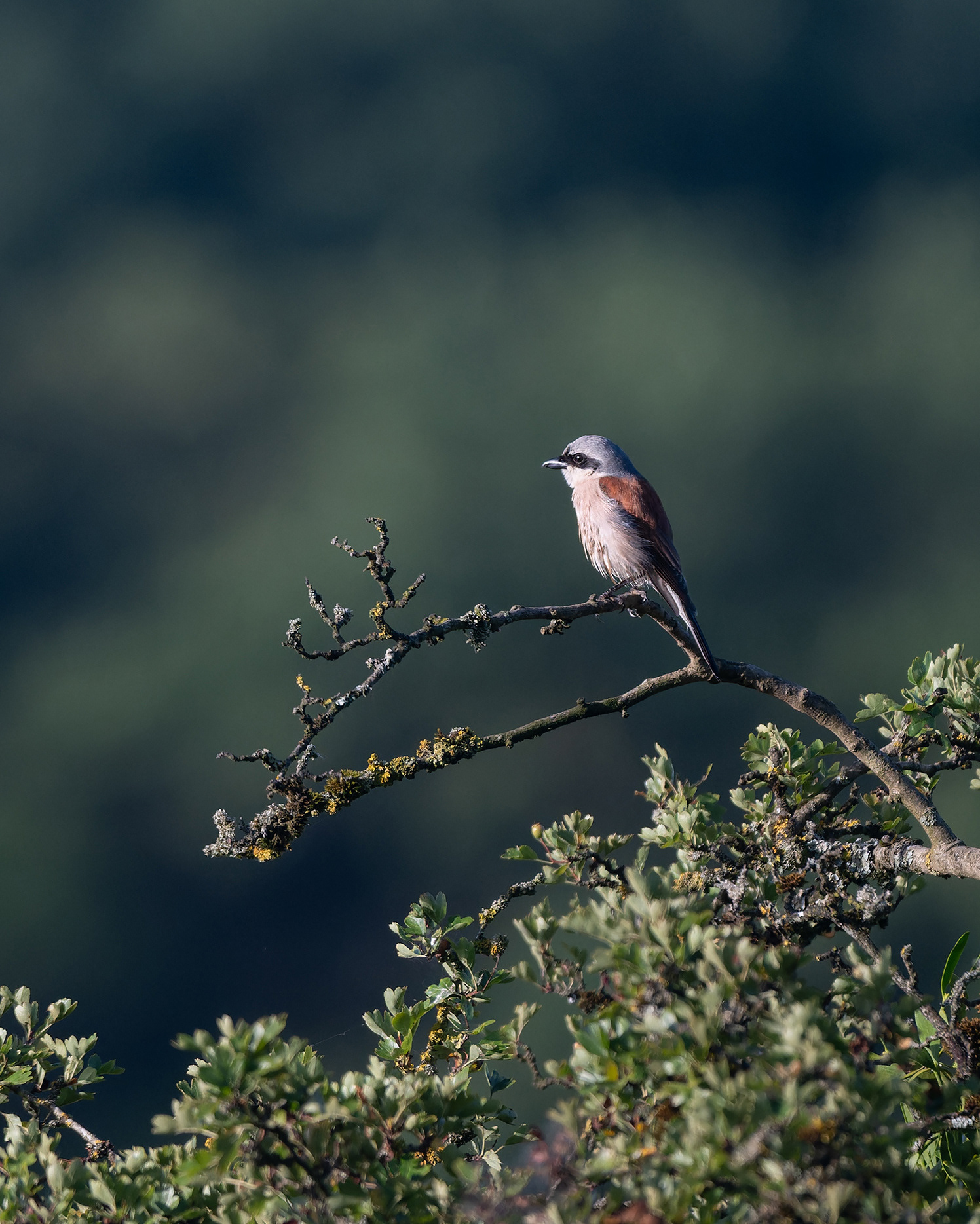 The Mask of Zorro on a Thorn Bush - Male Red-backed Shrike on High Branch