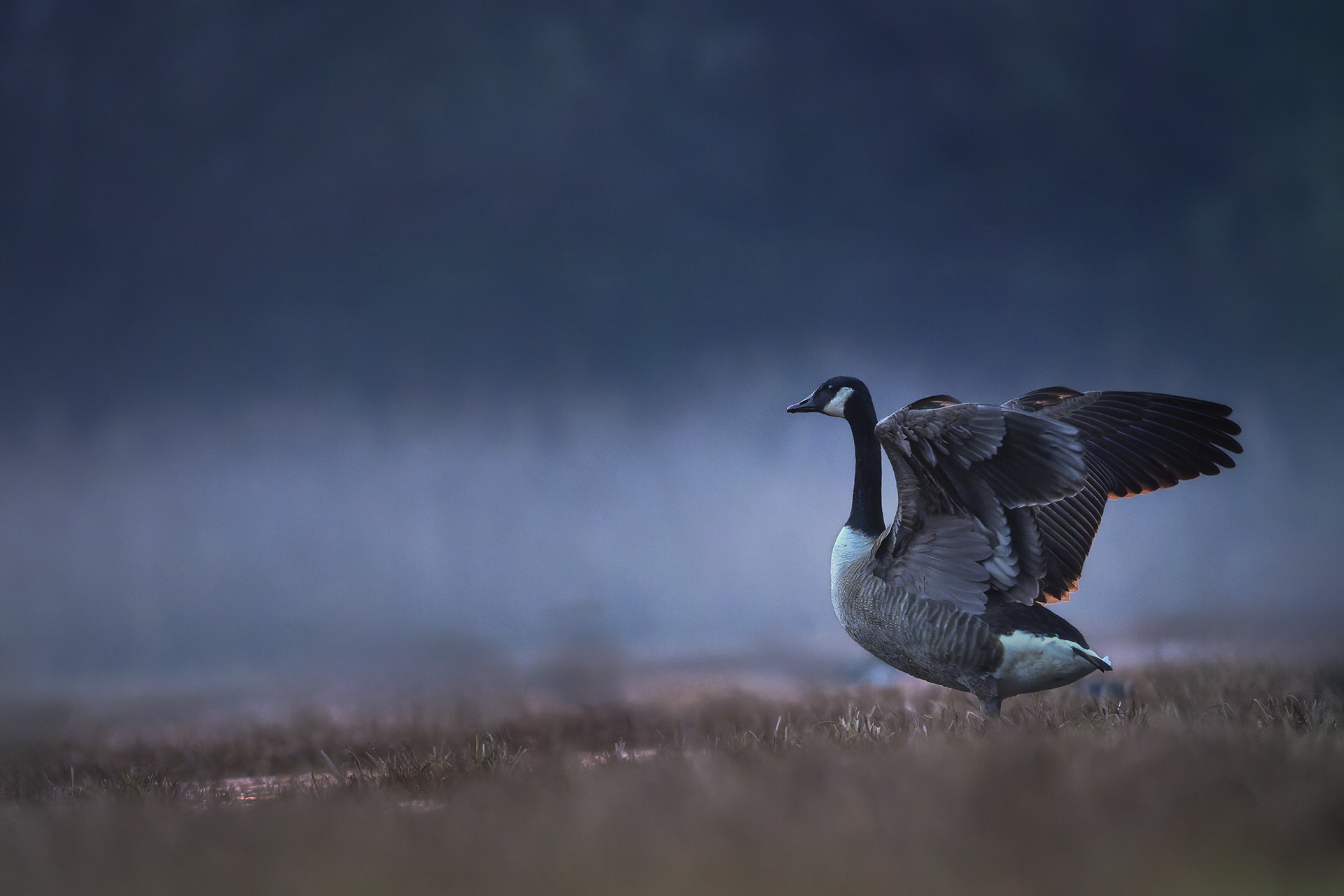 Between Night and Day — Canada Goose Stretching Wings at Pre-Dawn