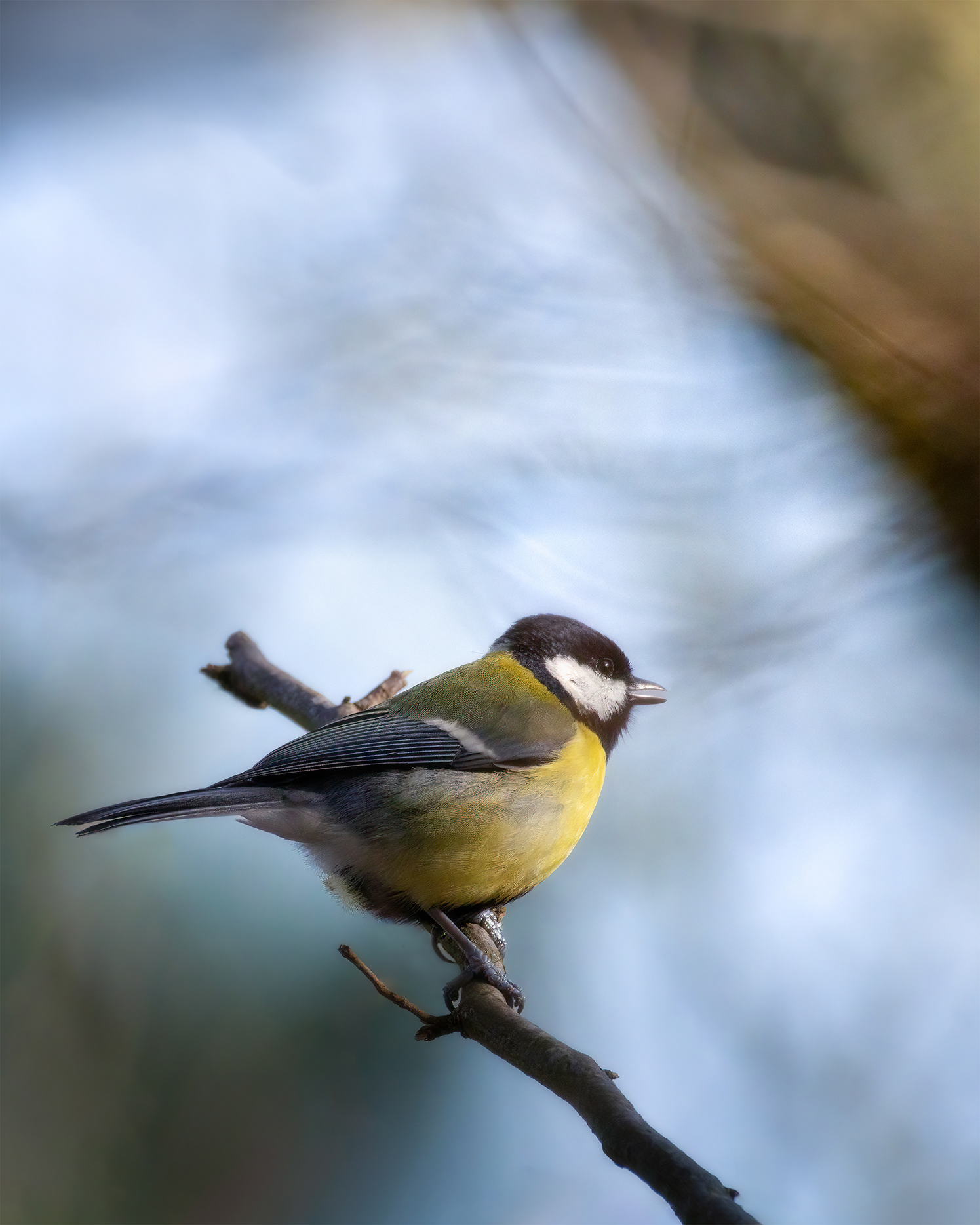 The Light That Reveals Everything - Great Tit in Subtle Side Light