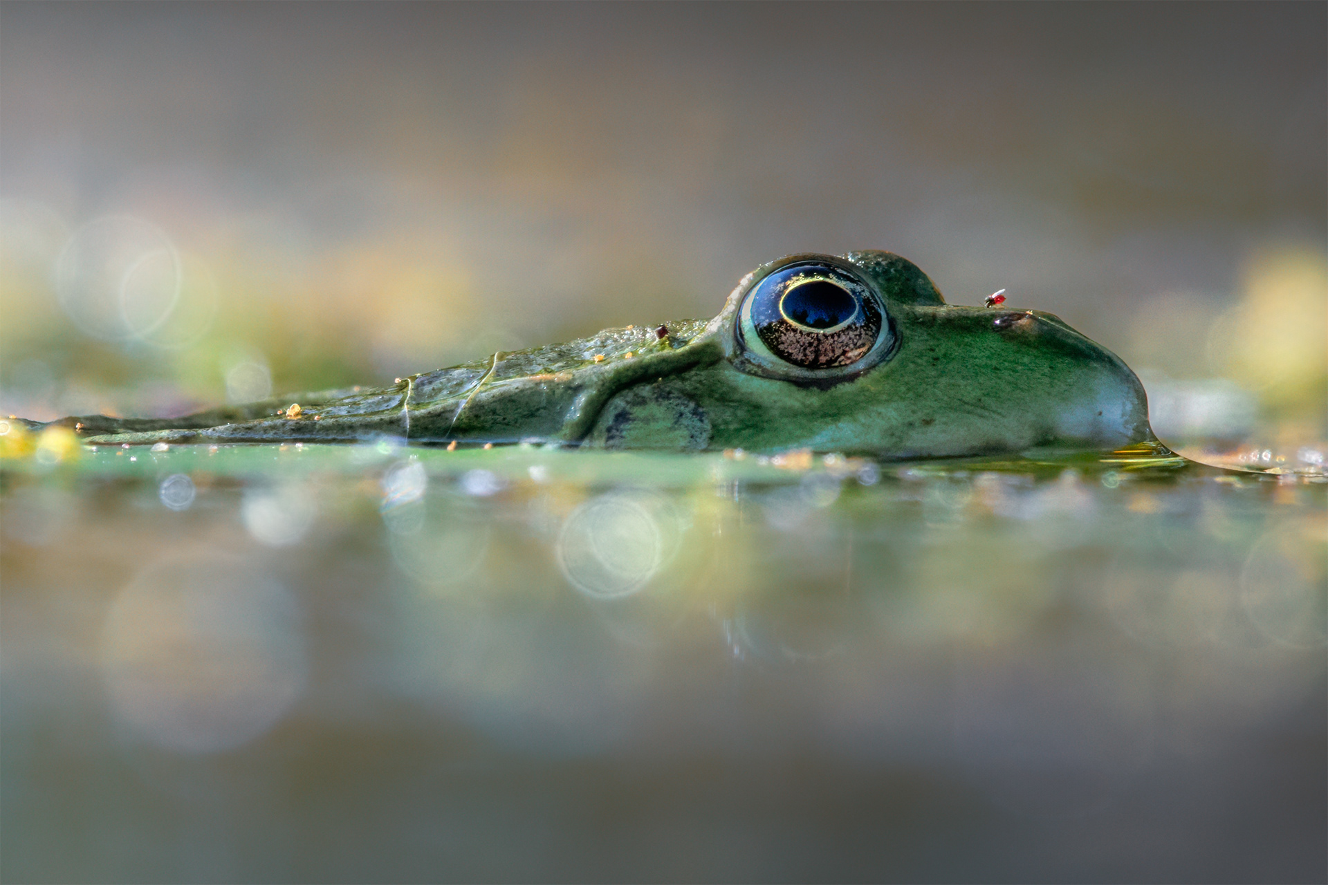 Something On My Nose - Close-up of a Marsh Frog in a Pond 