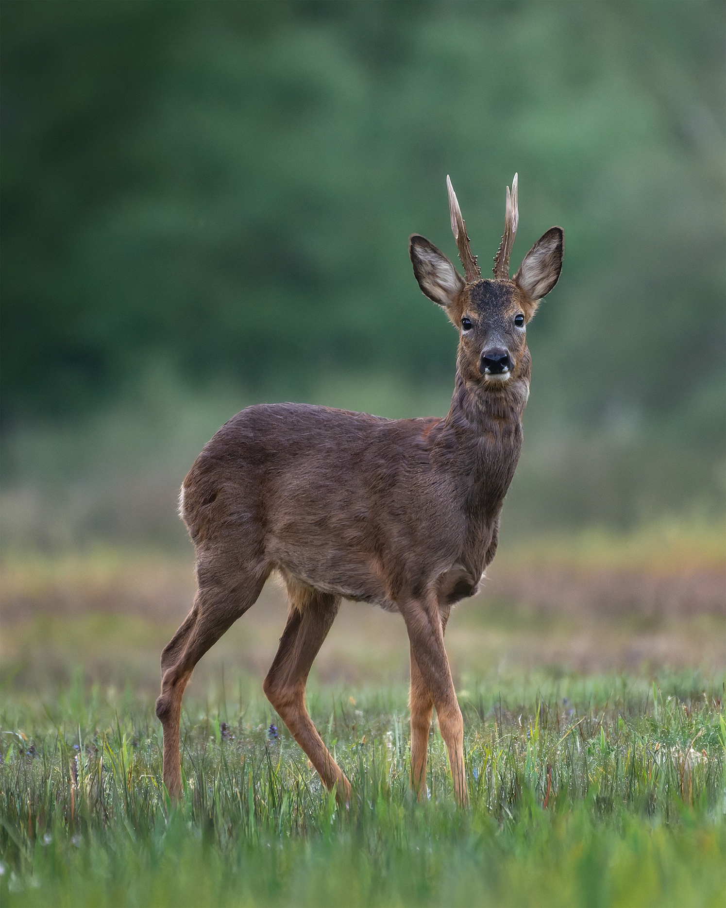 Standing in the Last of It - Roe Buck in Open Field at Dusk