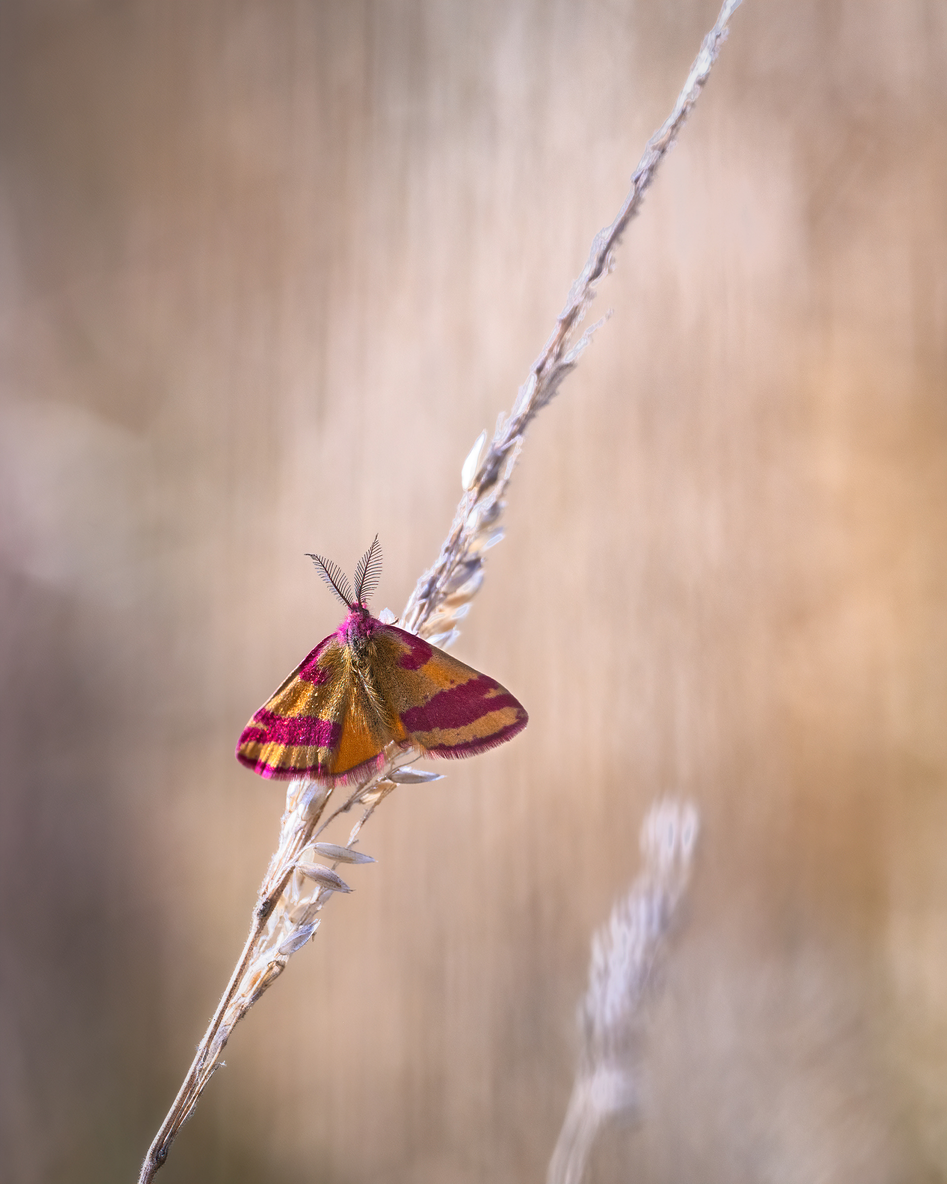 A Butterfly in Disguise - The Purple-barred Yellow on Grass