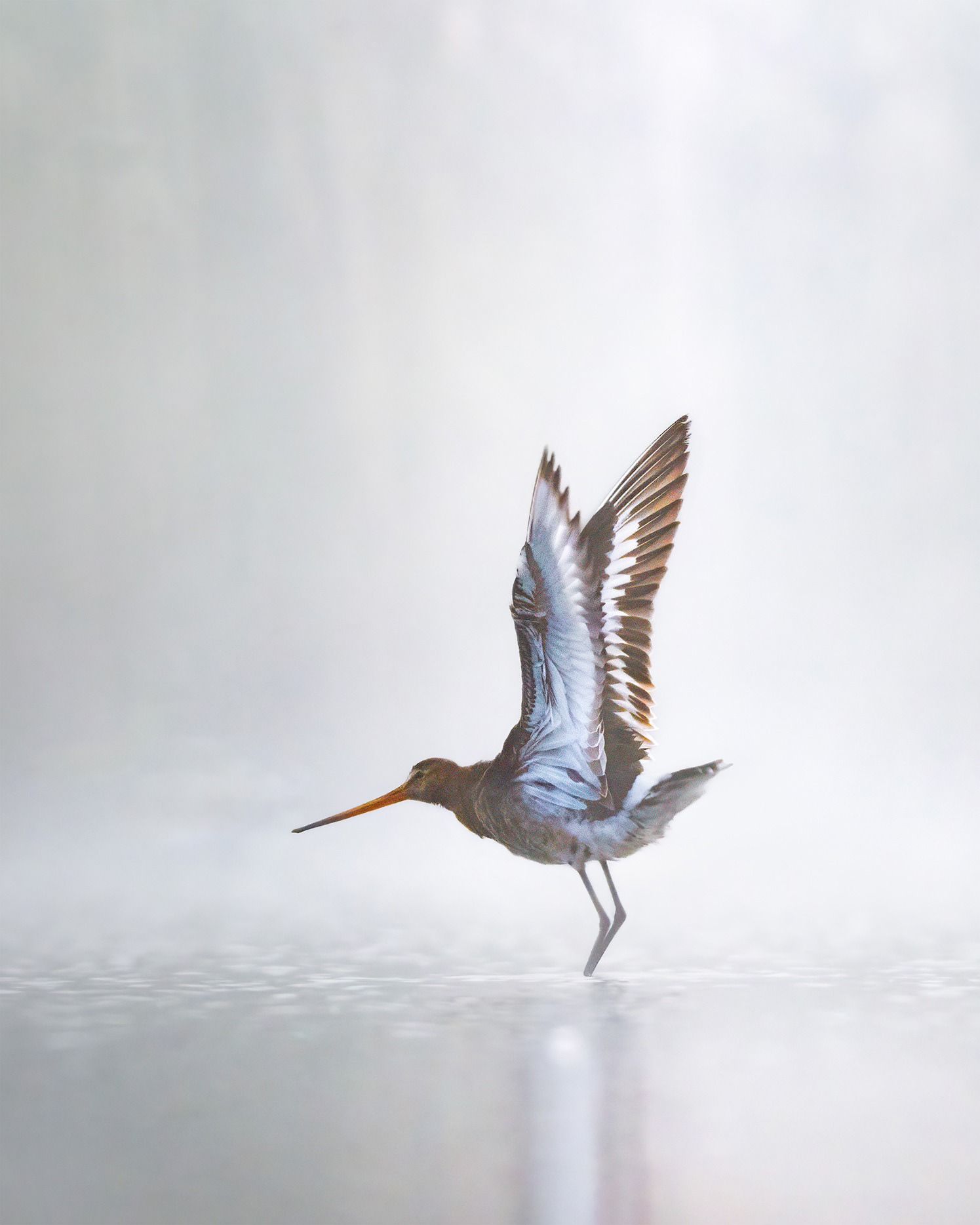 Arms Wide in the Mist - Godwit Wings Raised in Display