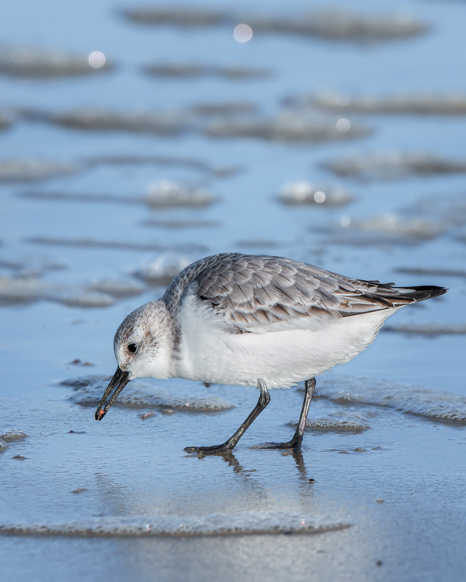 Racing the Foam - Sanderling Foraging on the Shoreline