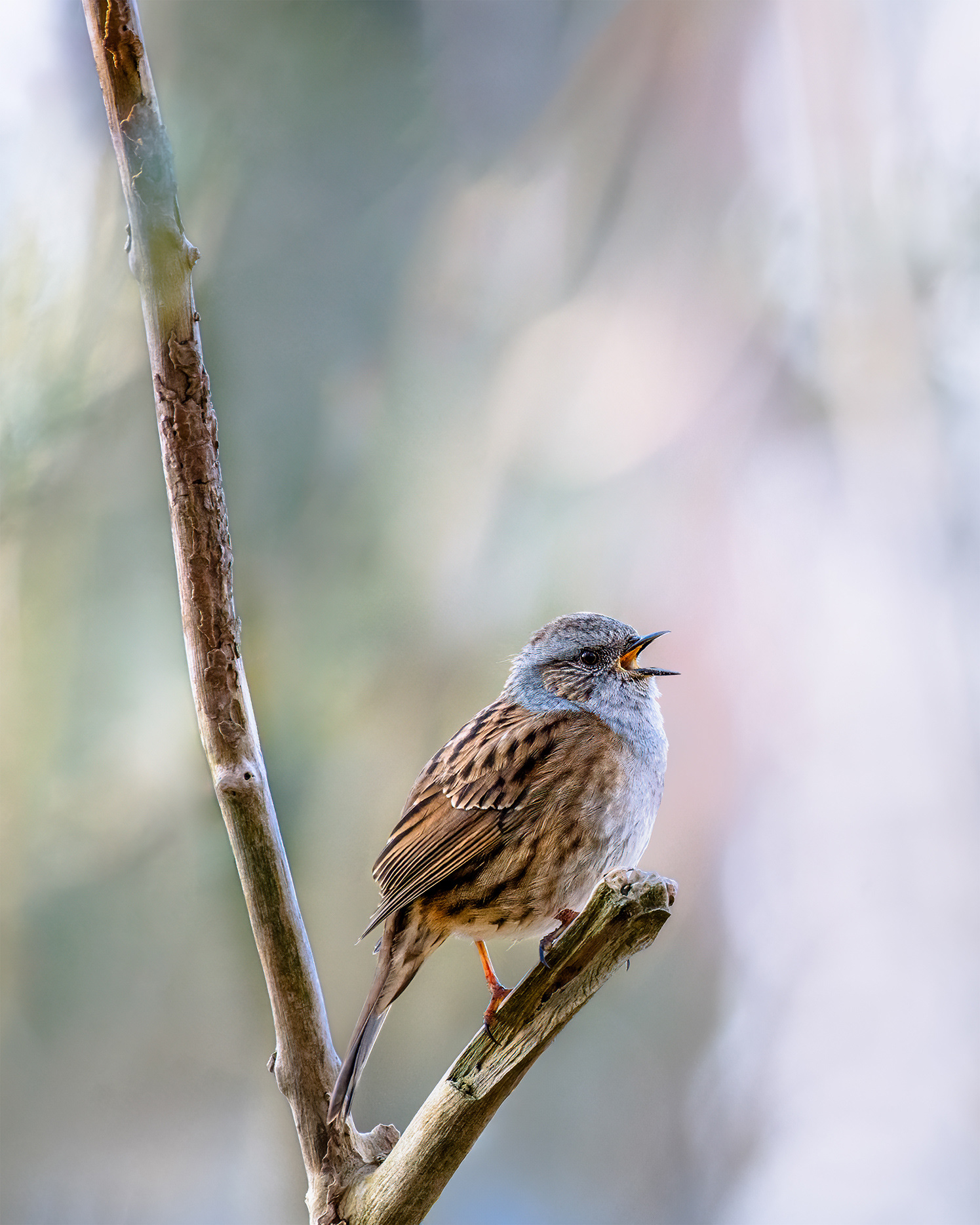 The Bird Nobody Notices - Dunnock Singing on a Bare Twig