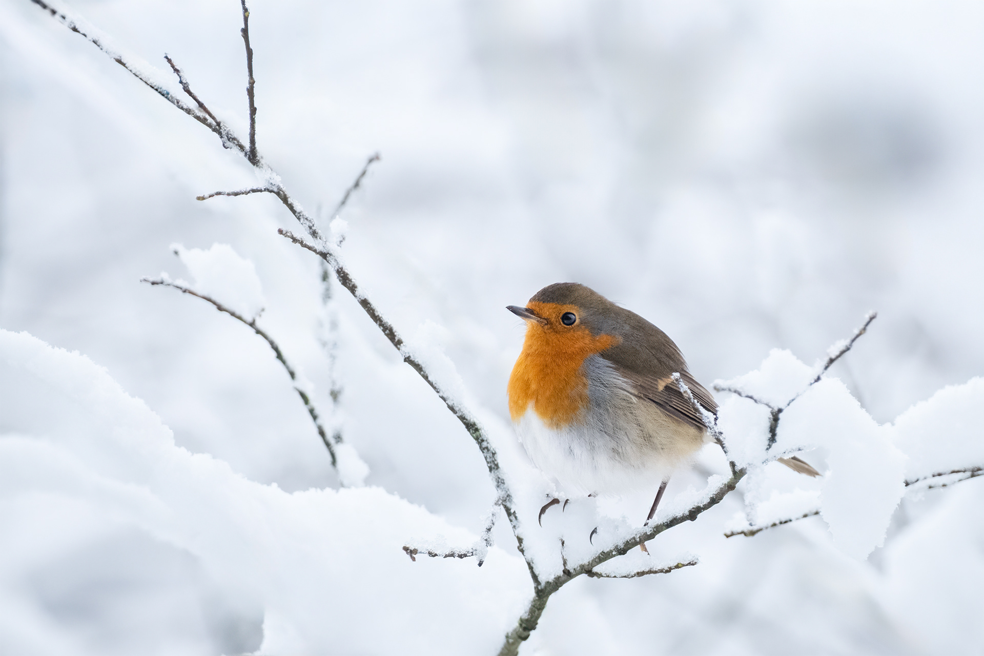 Red Breast, White World  - A Robin Looks out over a Hushed Winter Landscape