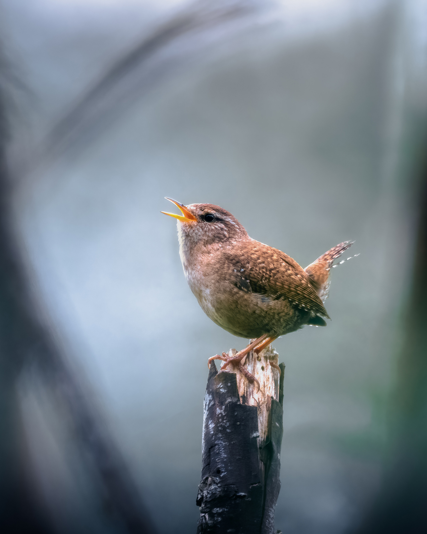 King of the Willow Stump - Wren Singing from Pollard Willow
