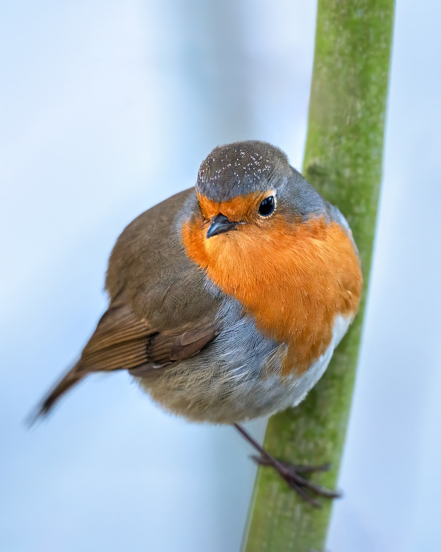 Just got Back from the Hairdresser - Close-up Robin