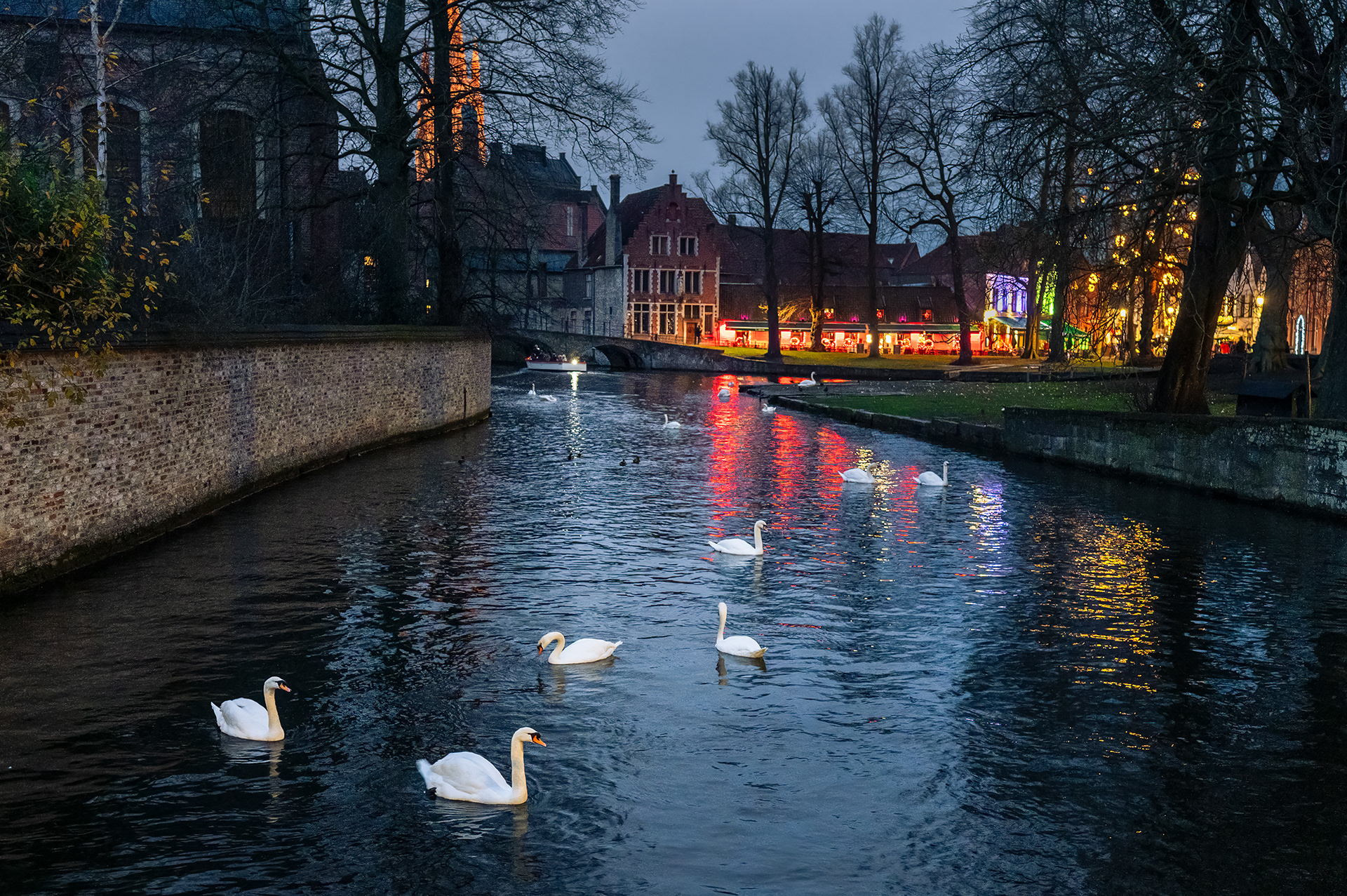 Swan Ballet at the Minnewater - Bruges 