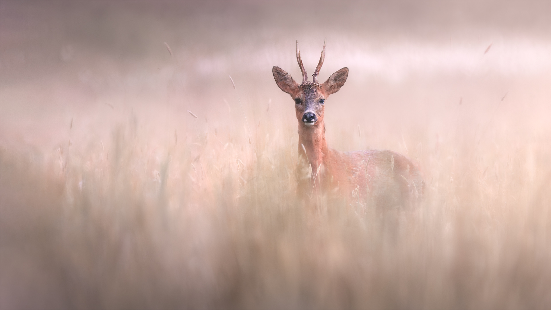 Smelled Before Seen — Roe Buck Alert and Barking