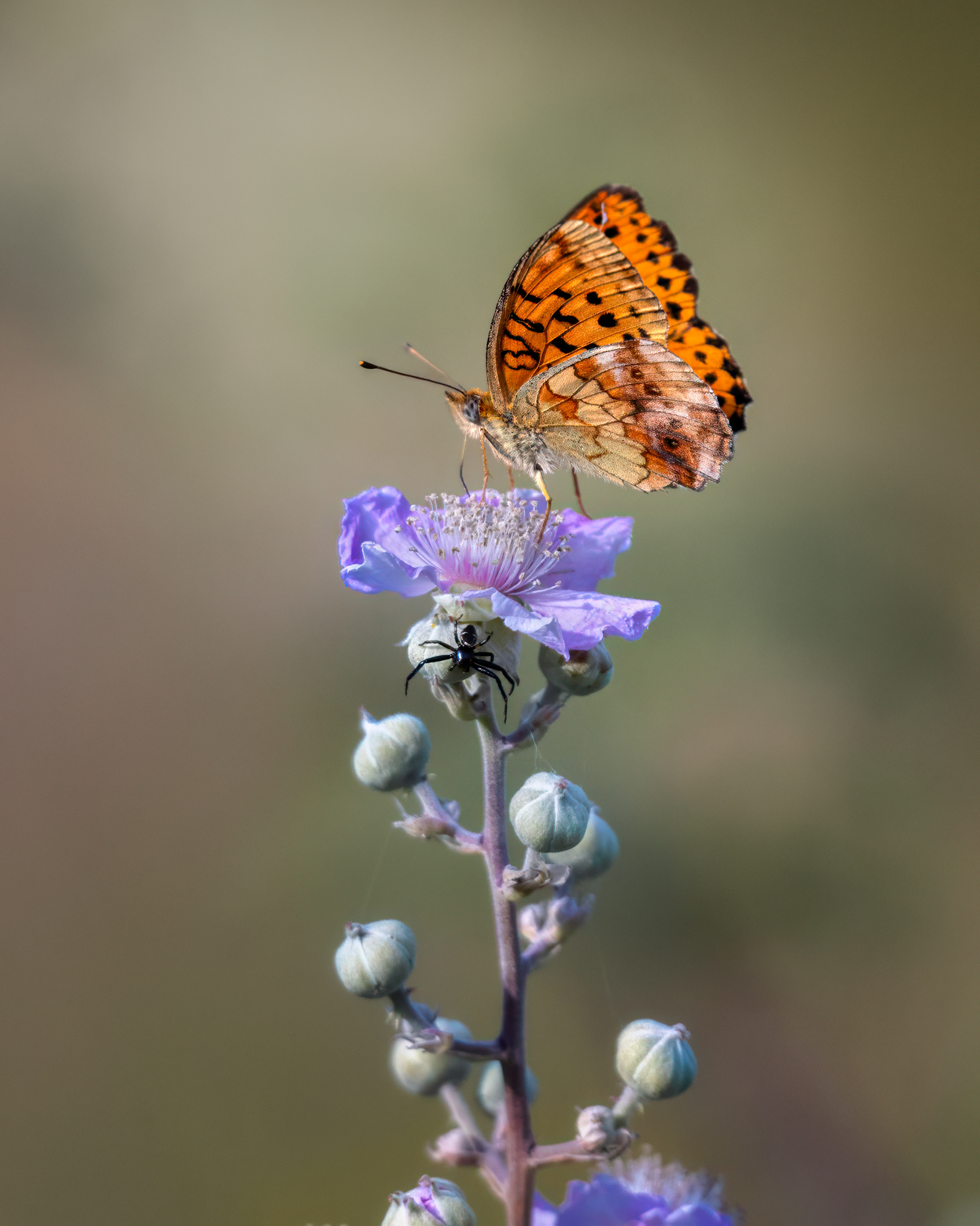 The Butterfly and the Spider - Marbled Fritillary and Napoleon Spider 