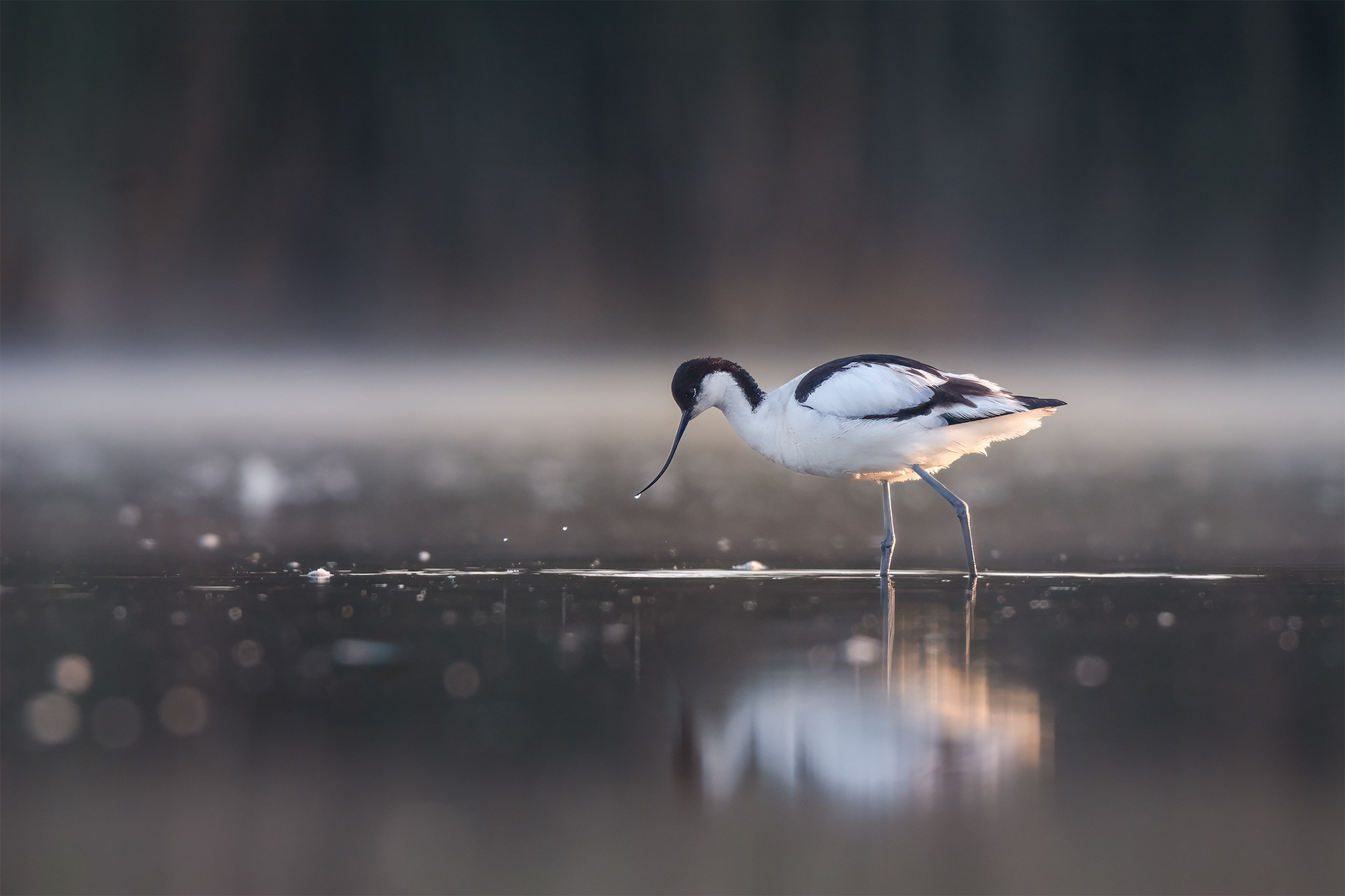 The Scythe and the Droplets - Avocet Sweeping Bill Through Shallows