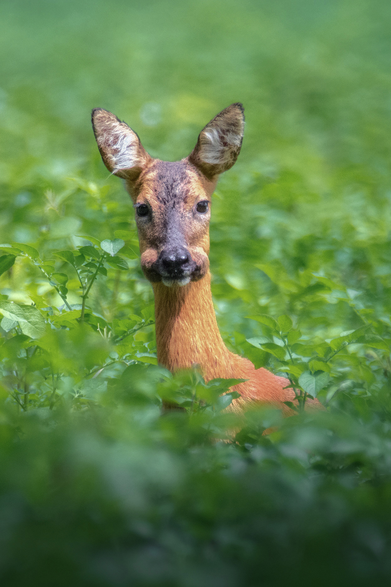 A Mouthful - A Roe Doe Stands among Green Foliage